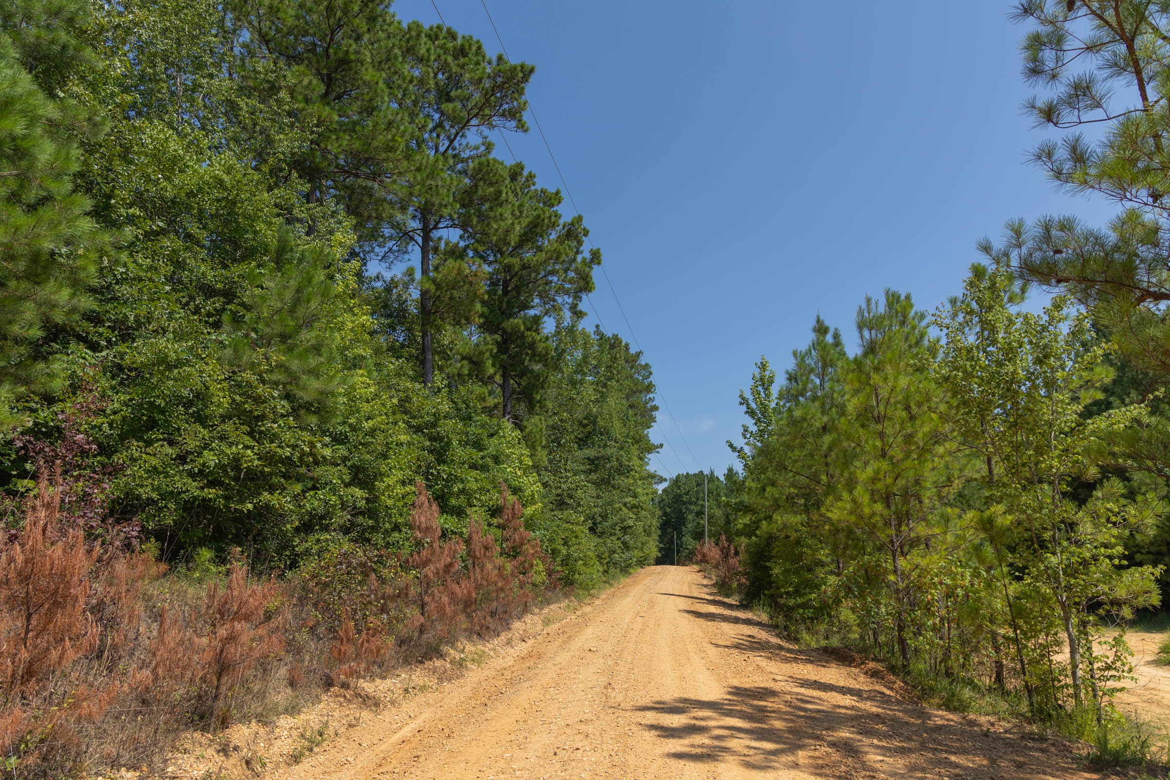 Olive Hill Tract 8 photo 6