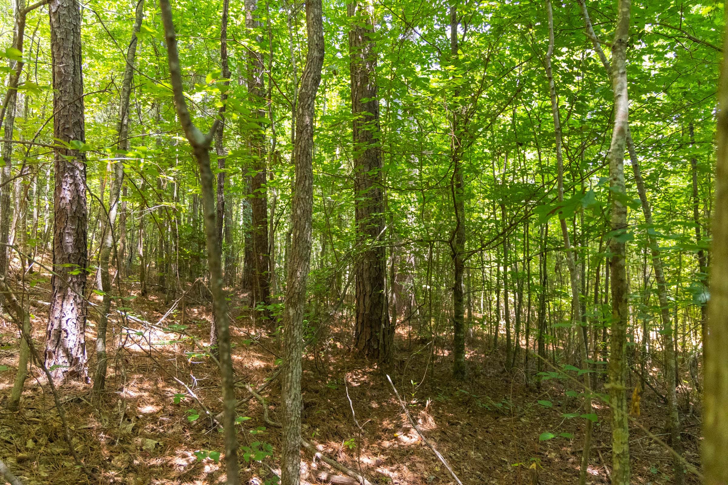 Olive Hill Tract 8 photo 9