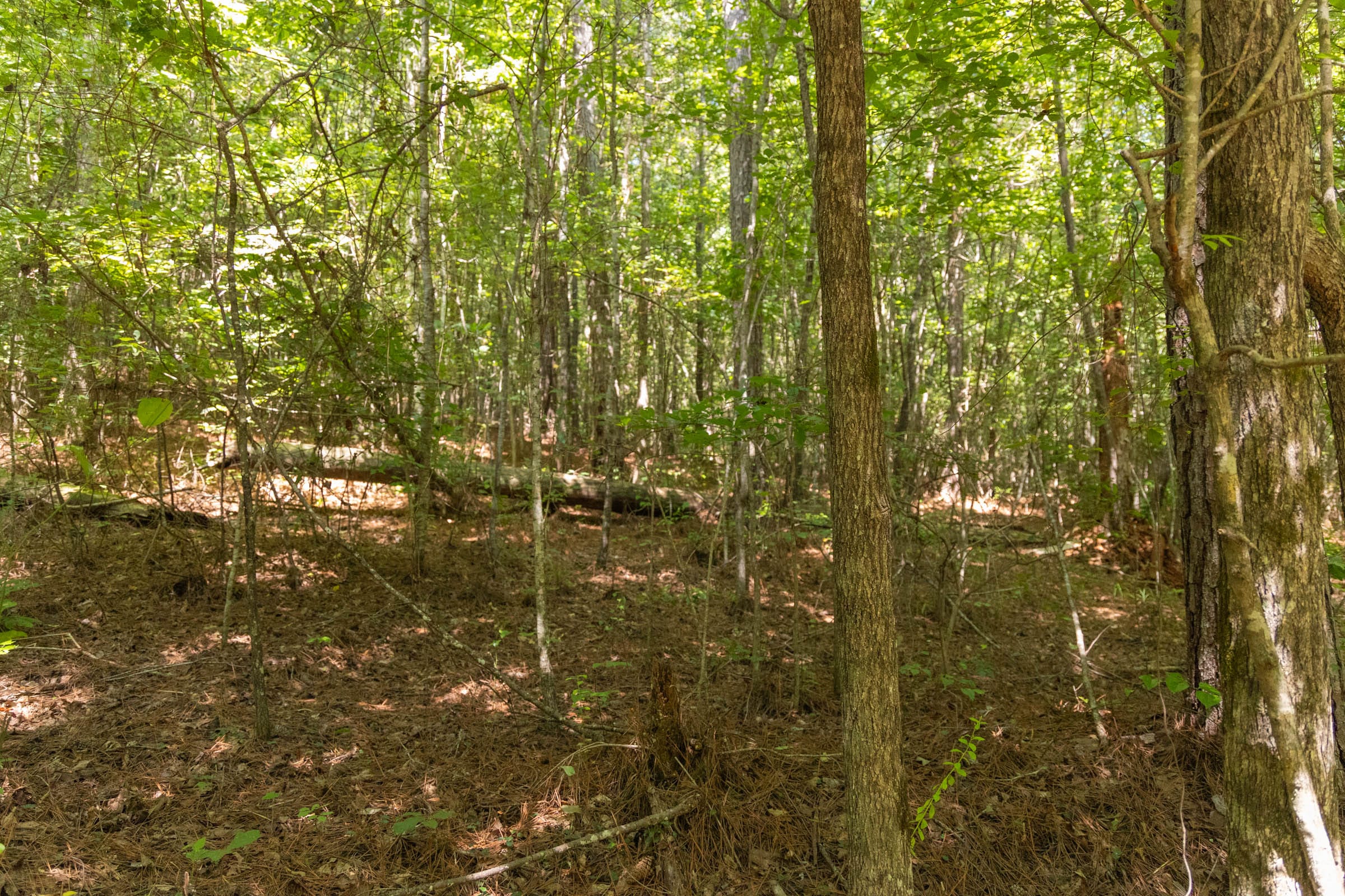 Olive Hill Tract 8 photo 8