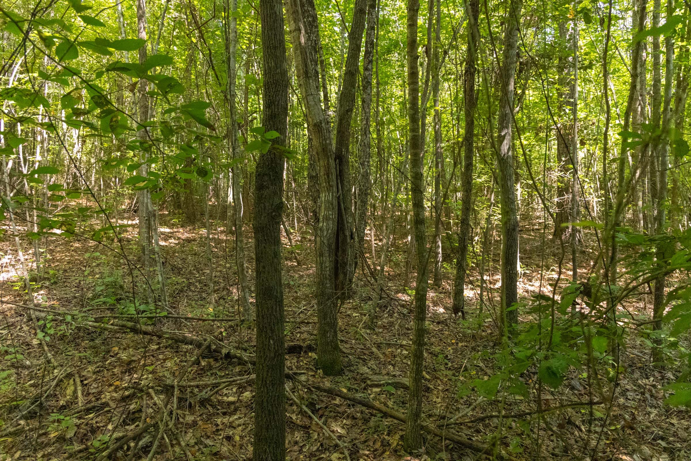 Olive Hill Tract 8 photo 7