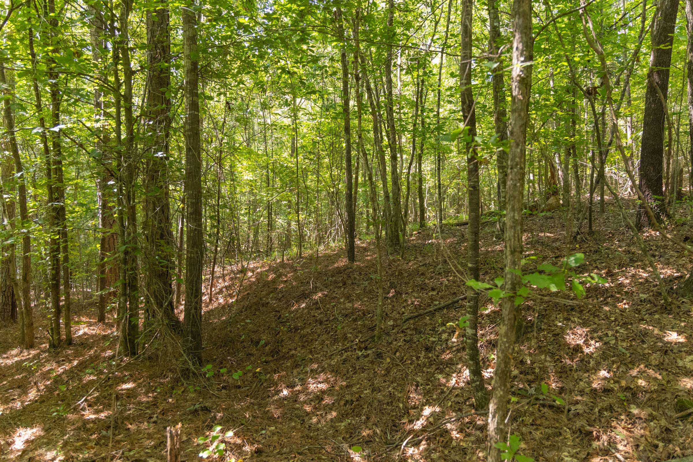 Olive Hill photo 7