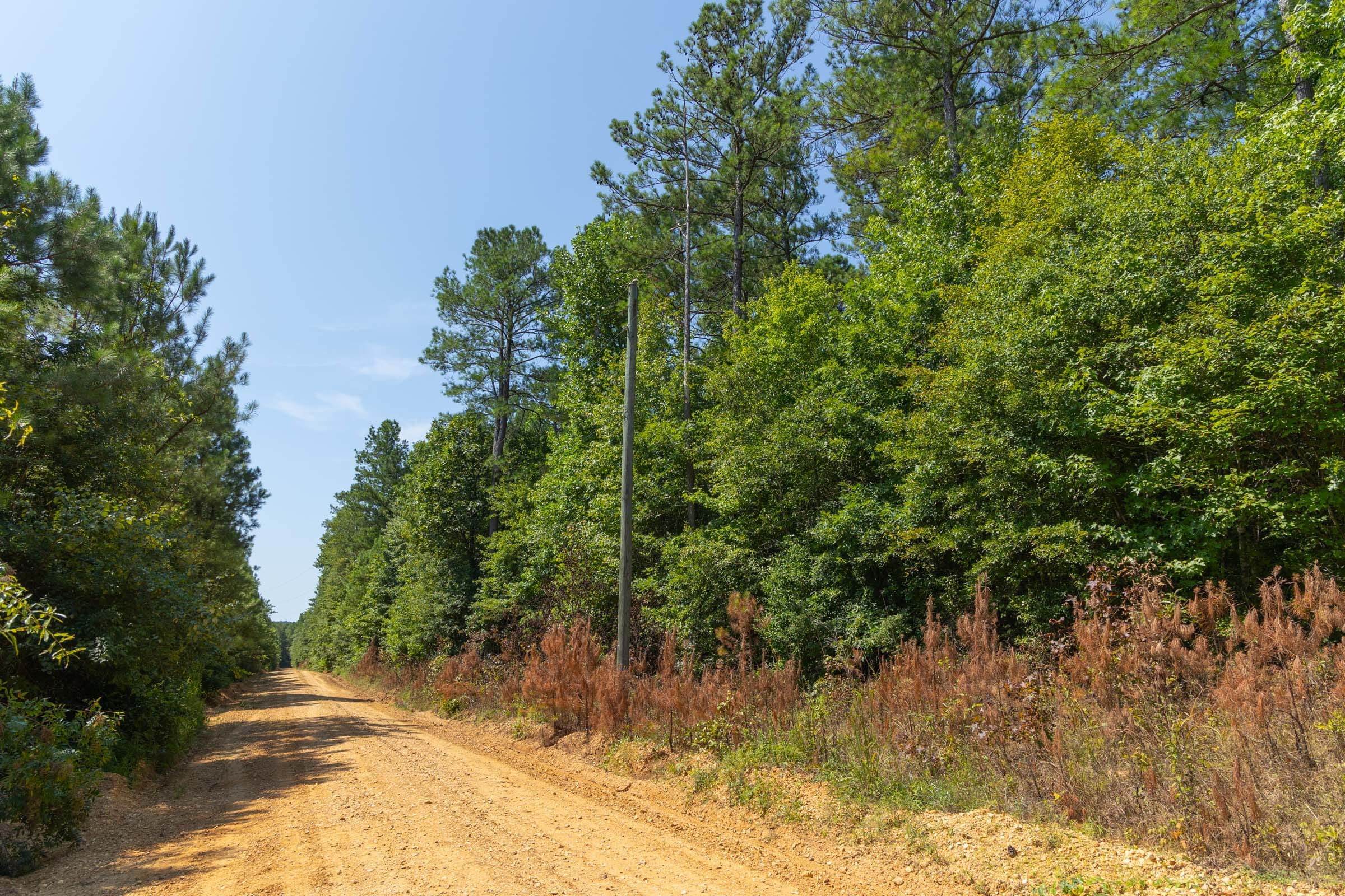 Olive Hill Tract 8 photo 3