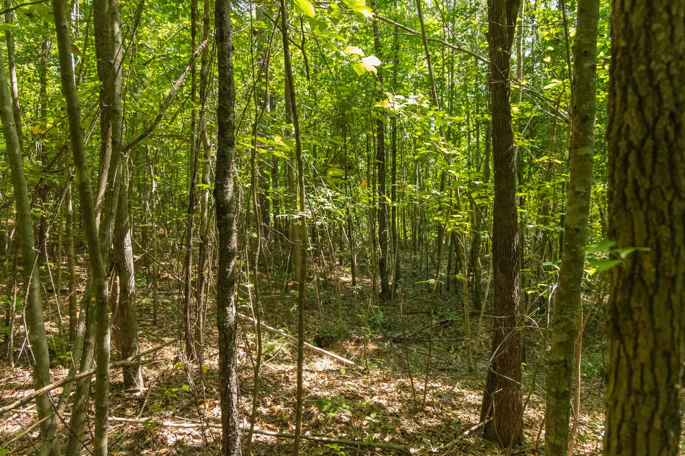Olive Hill Tract 8 photo 4
