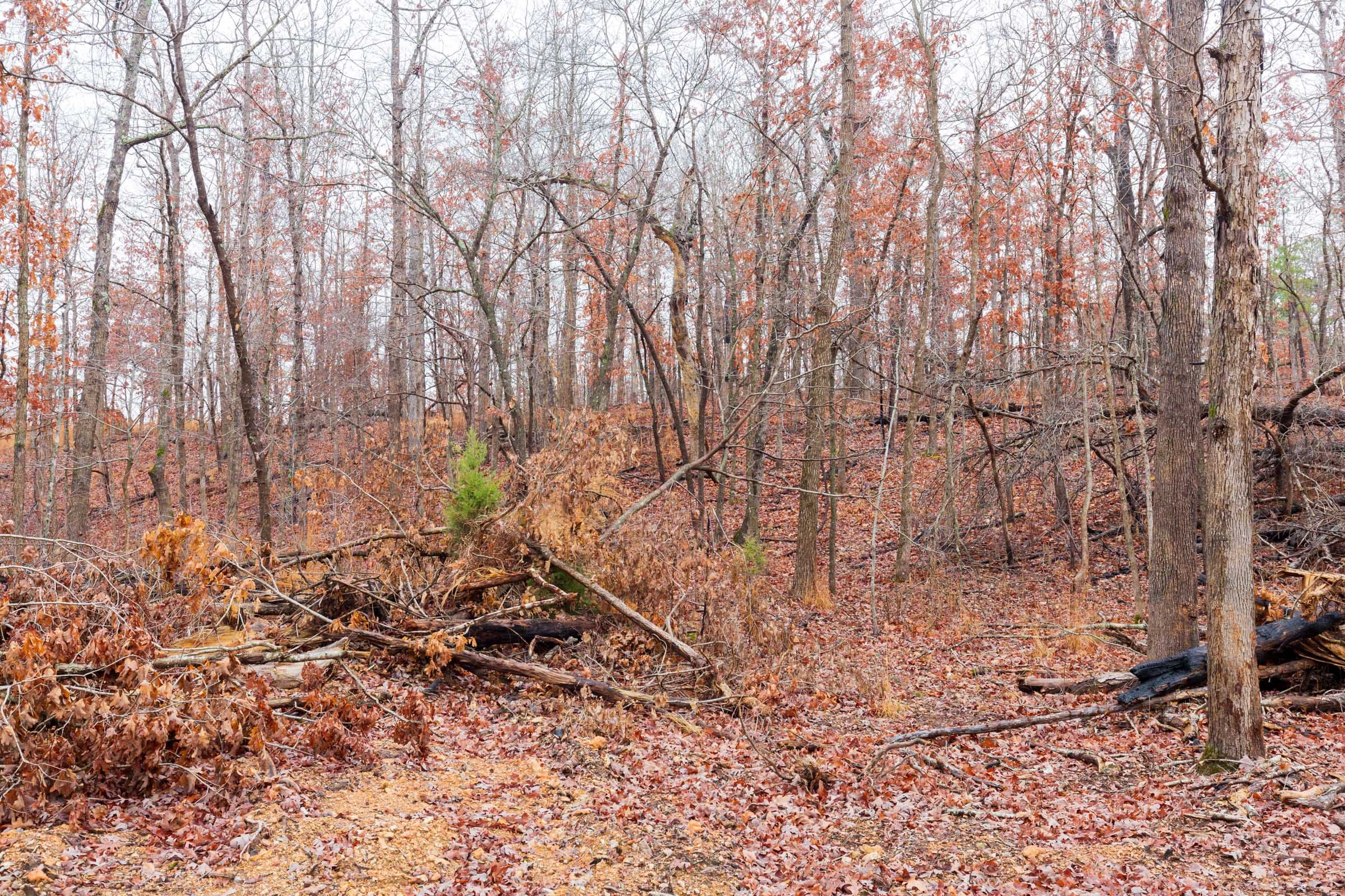 Carter’s Crossing Tract 9 photo 4