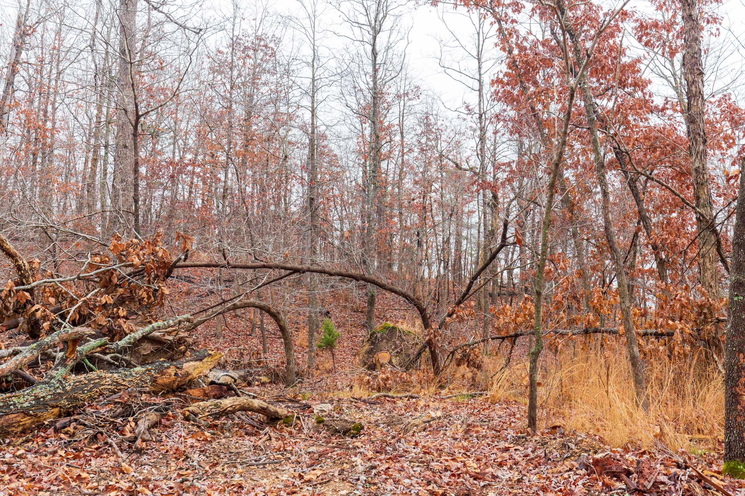 Carter’s Crossing Tract 9 photo 6