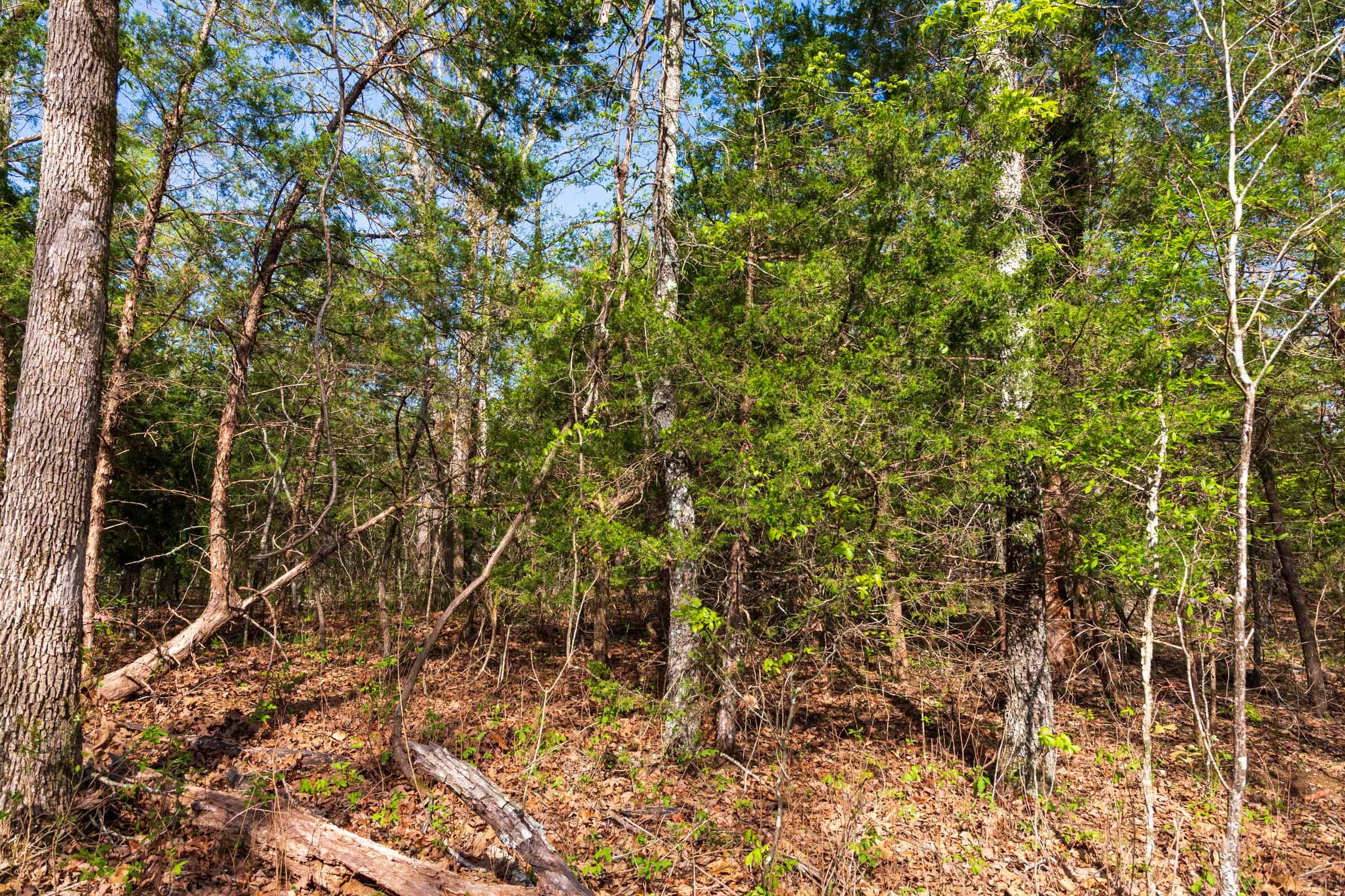 Autumnwood Tract 11 photo 2