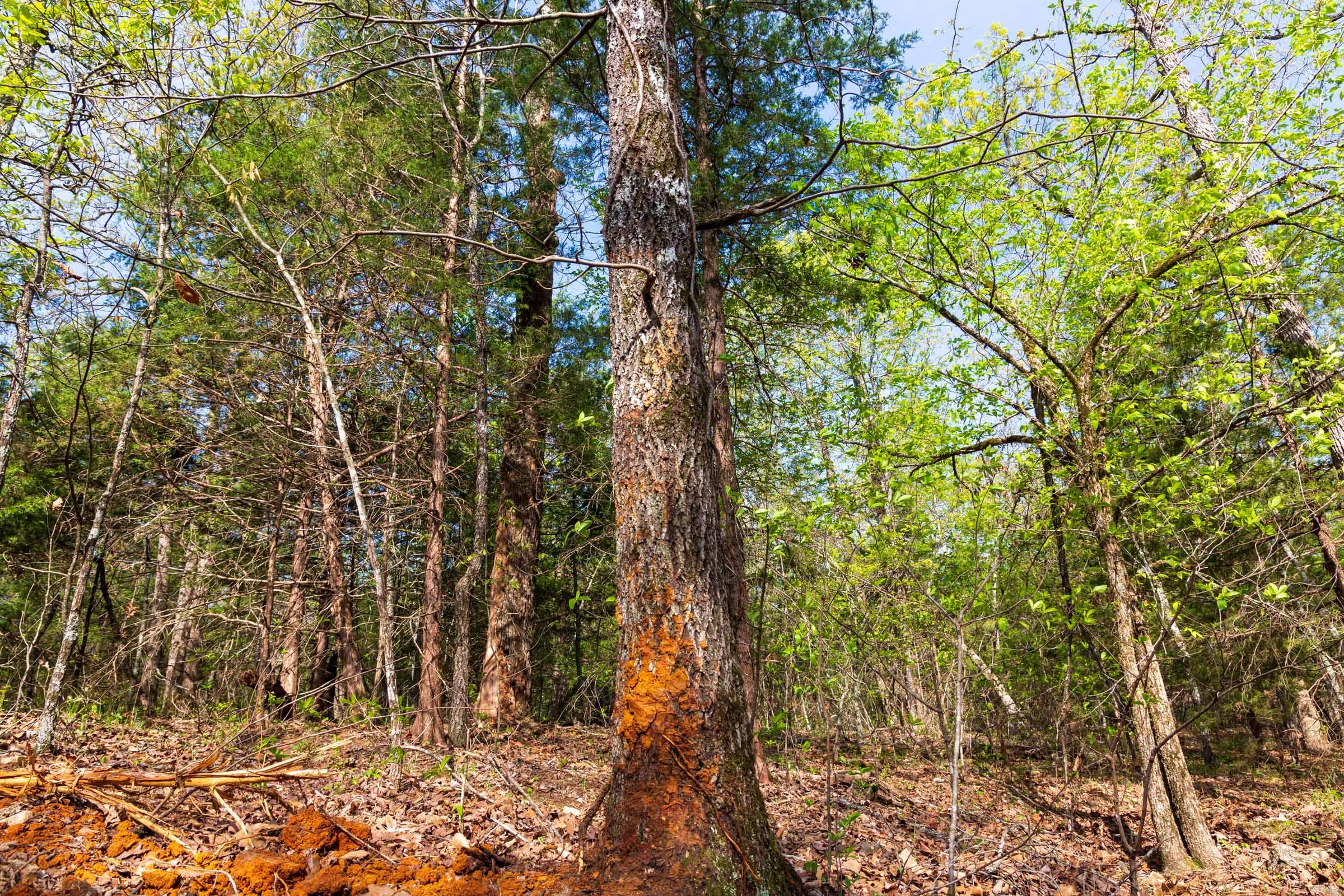 Autumnwood Tract 11 photo 3