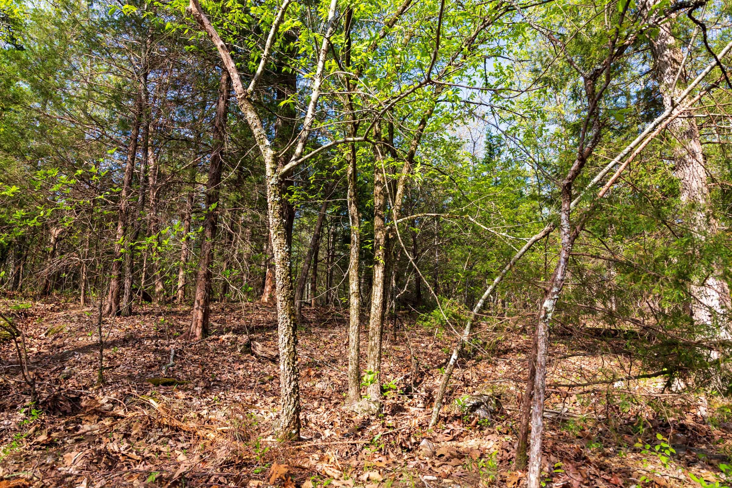 Autumnwood Tract 11 photo 4