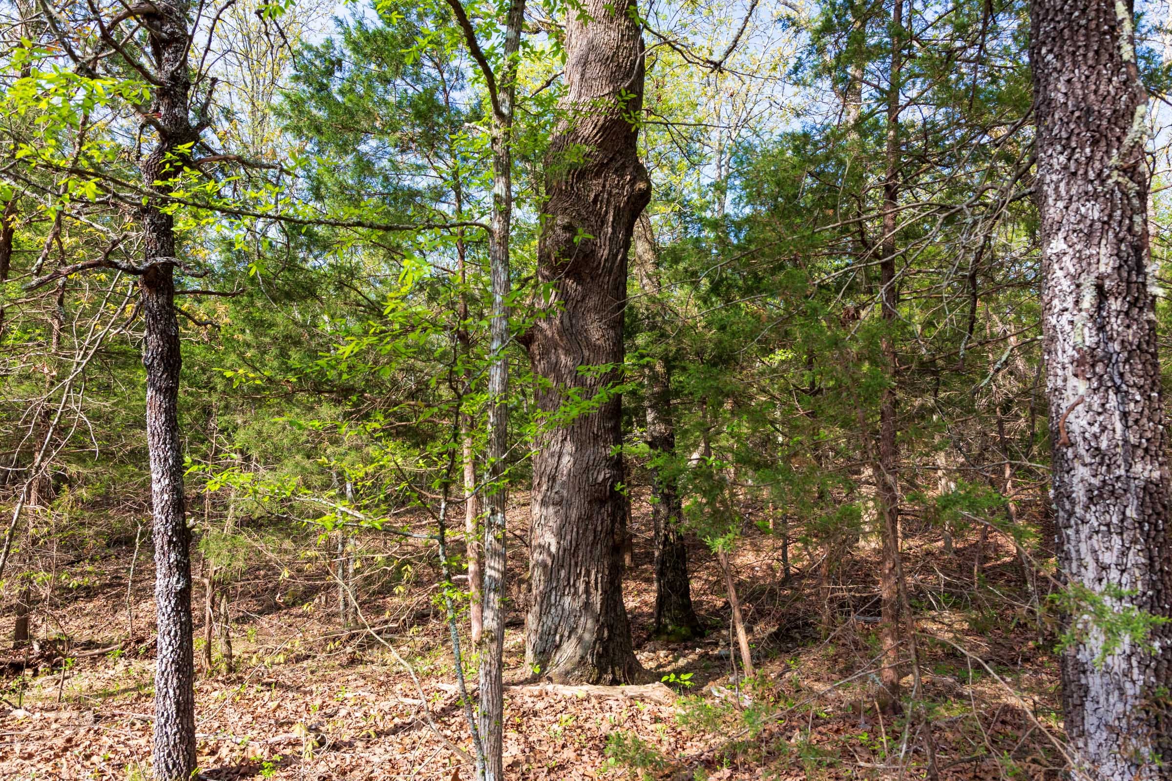 Autumnwood Tract 11 photo 7