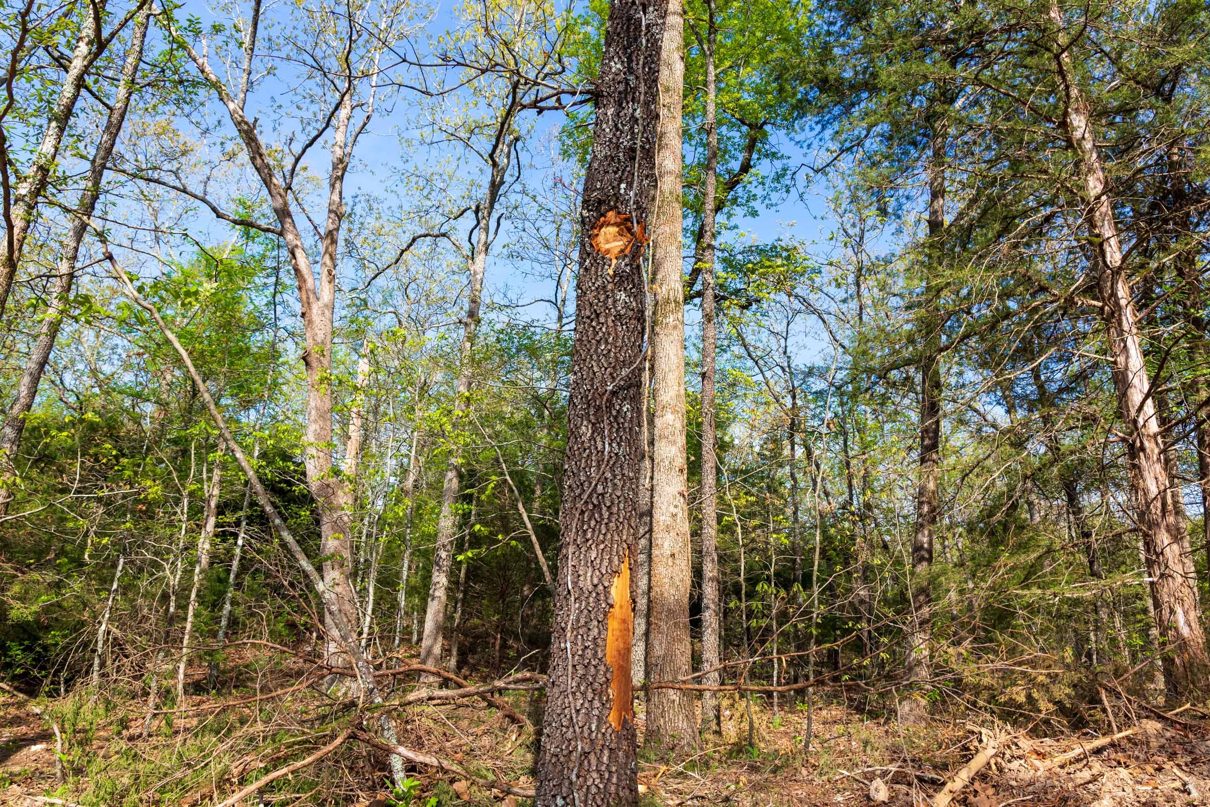 Autumnwood Tract 11 photo 8