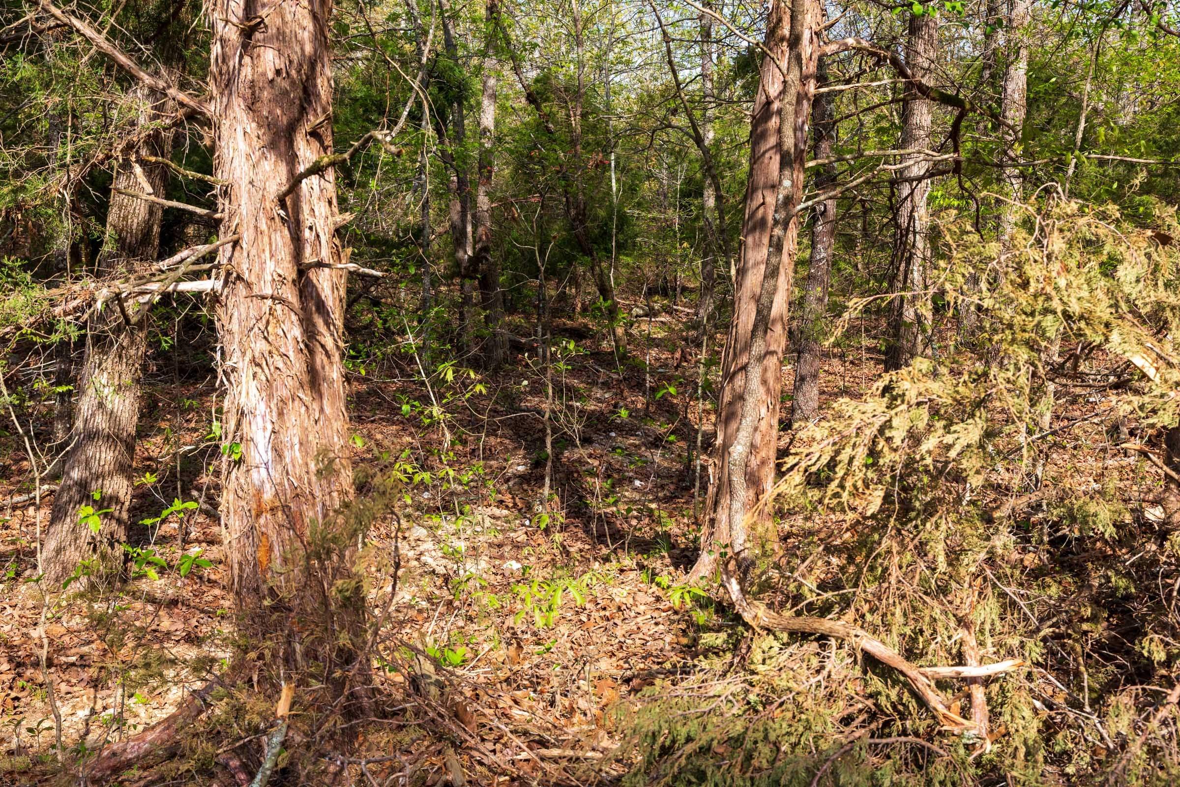 Autumnwood Tract 11 photo 9