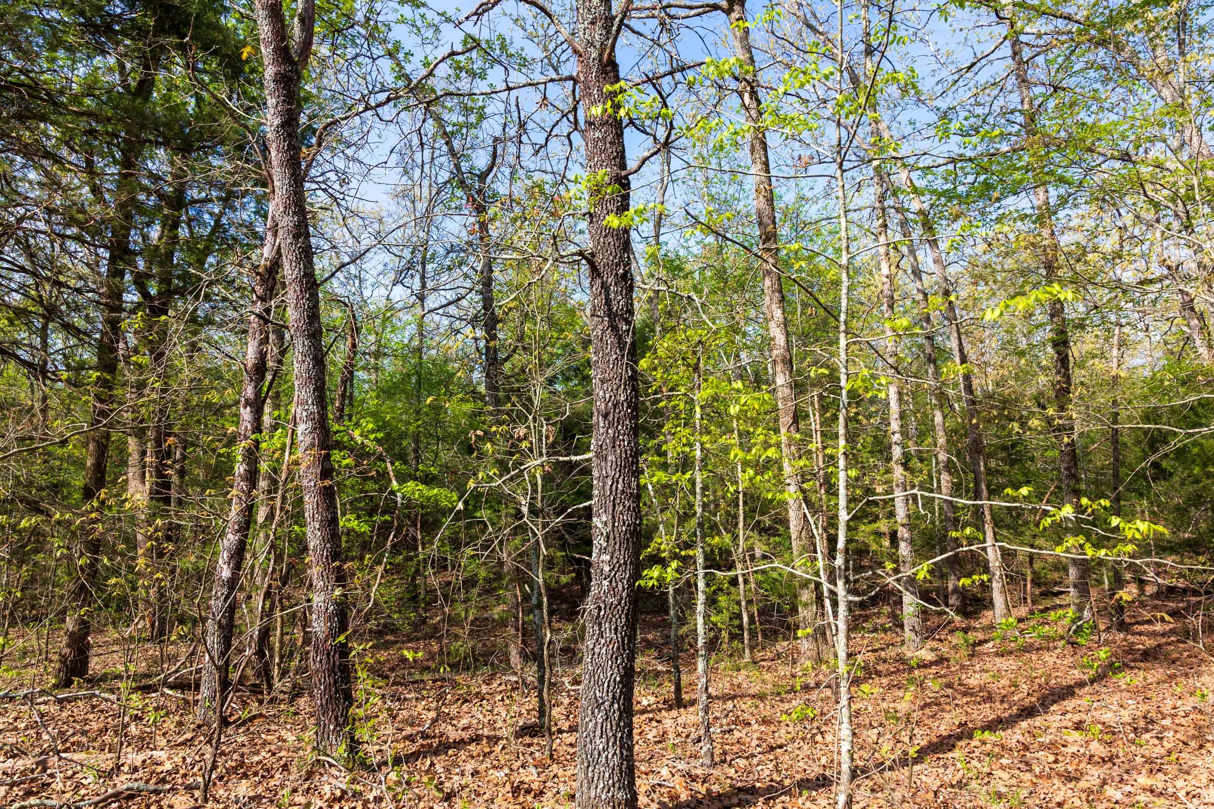 Autumnwood Tract 11 photo 10
