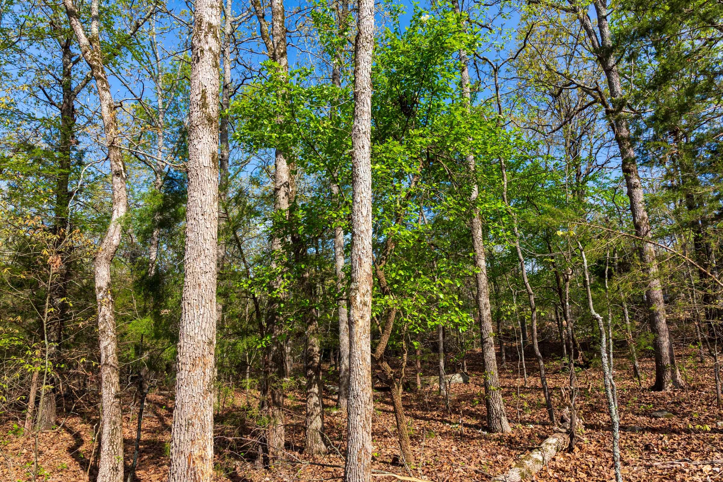 Autumnwood Tract 11 photo 11