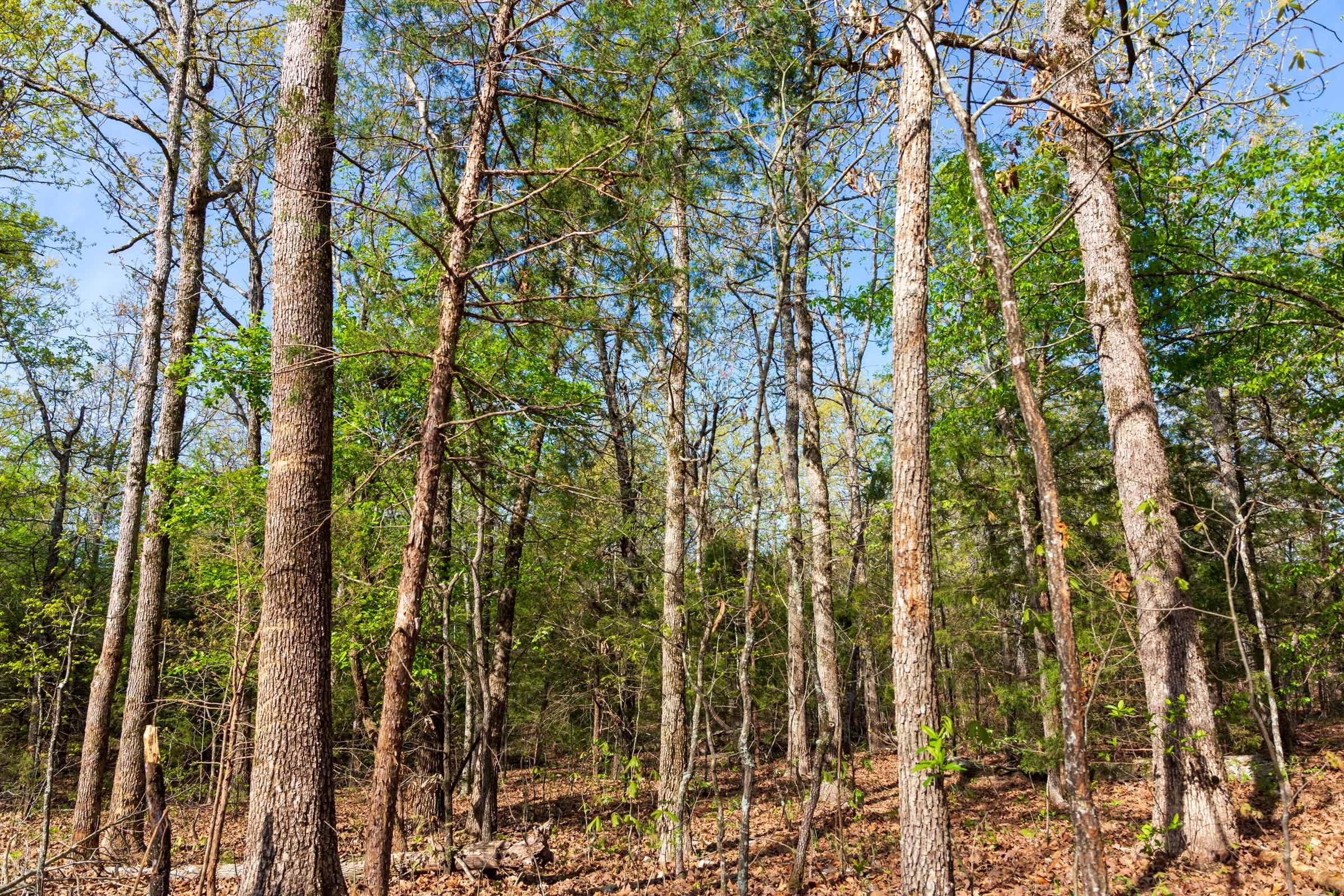 Autumnwood Tract 11 photo 12