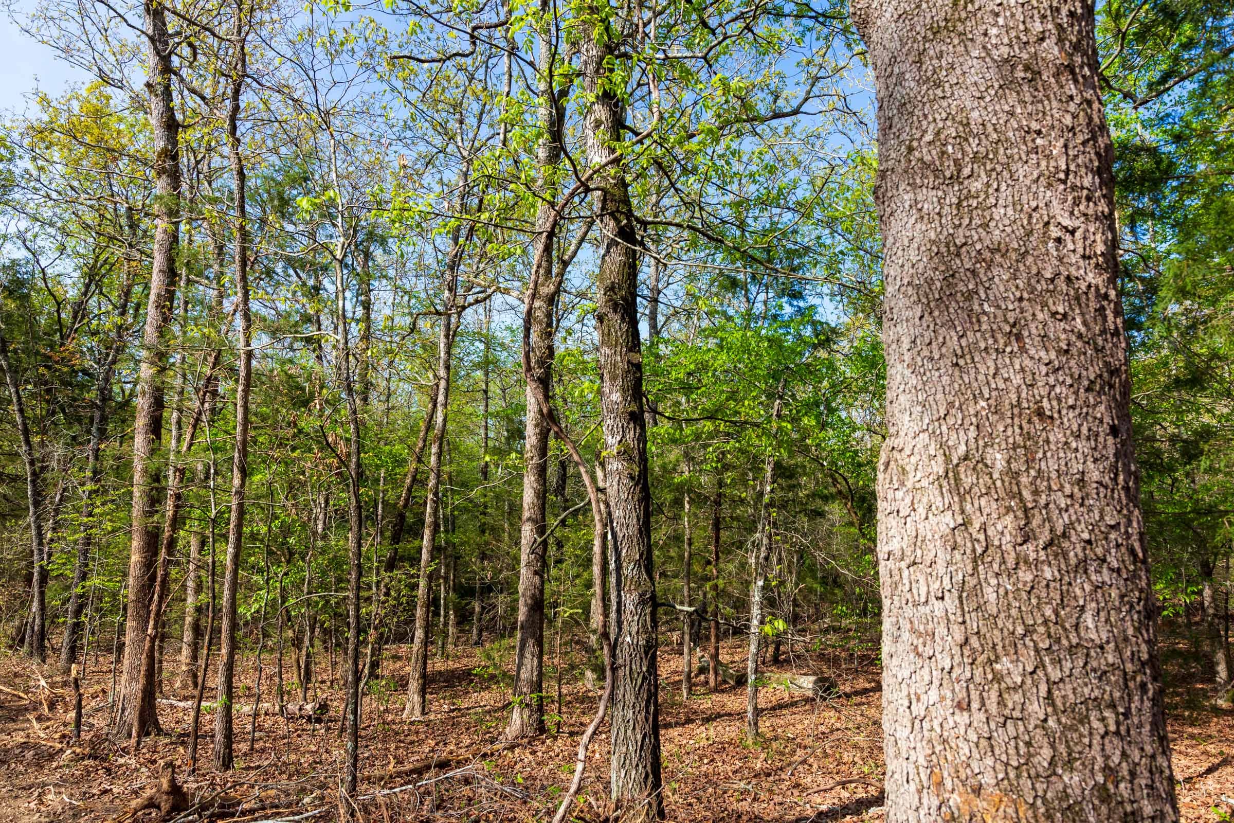 Autumnwood Tract 11 photo 13
