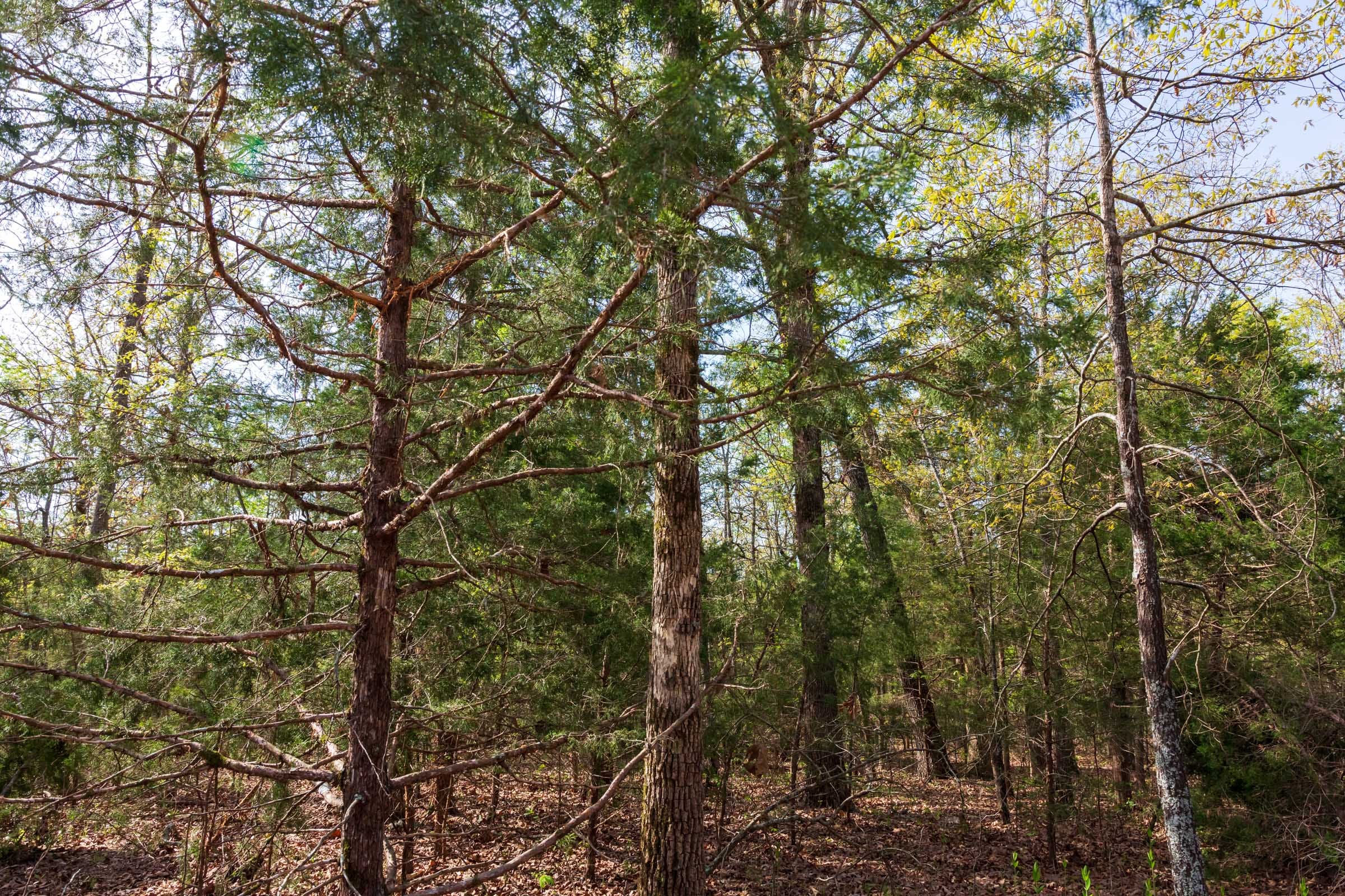 Autumnwood Tract 11 photo 15