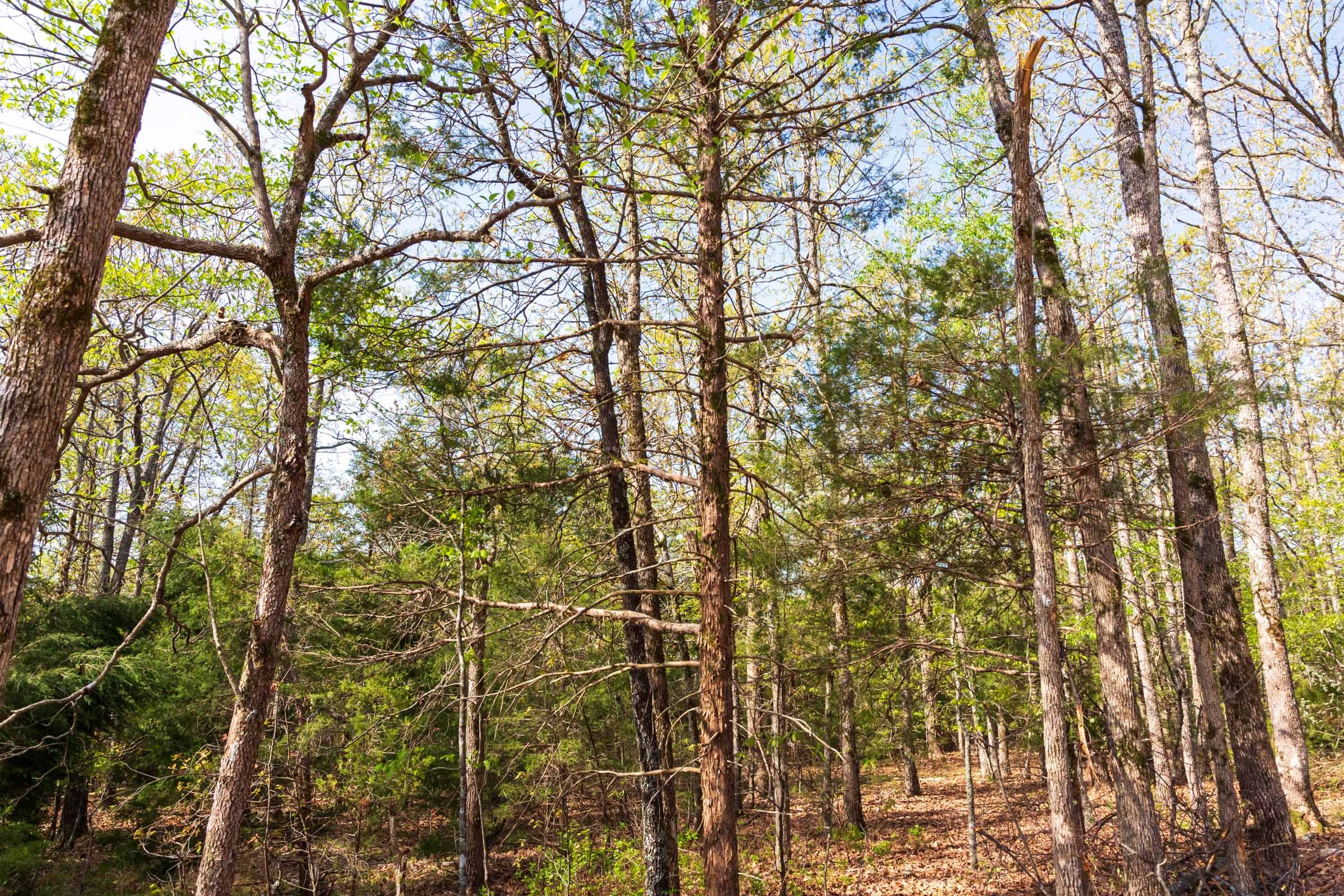 Autumnwood Tract 11 photo 16