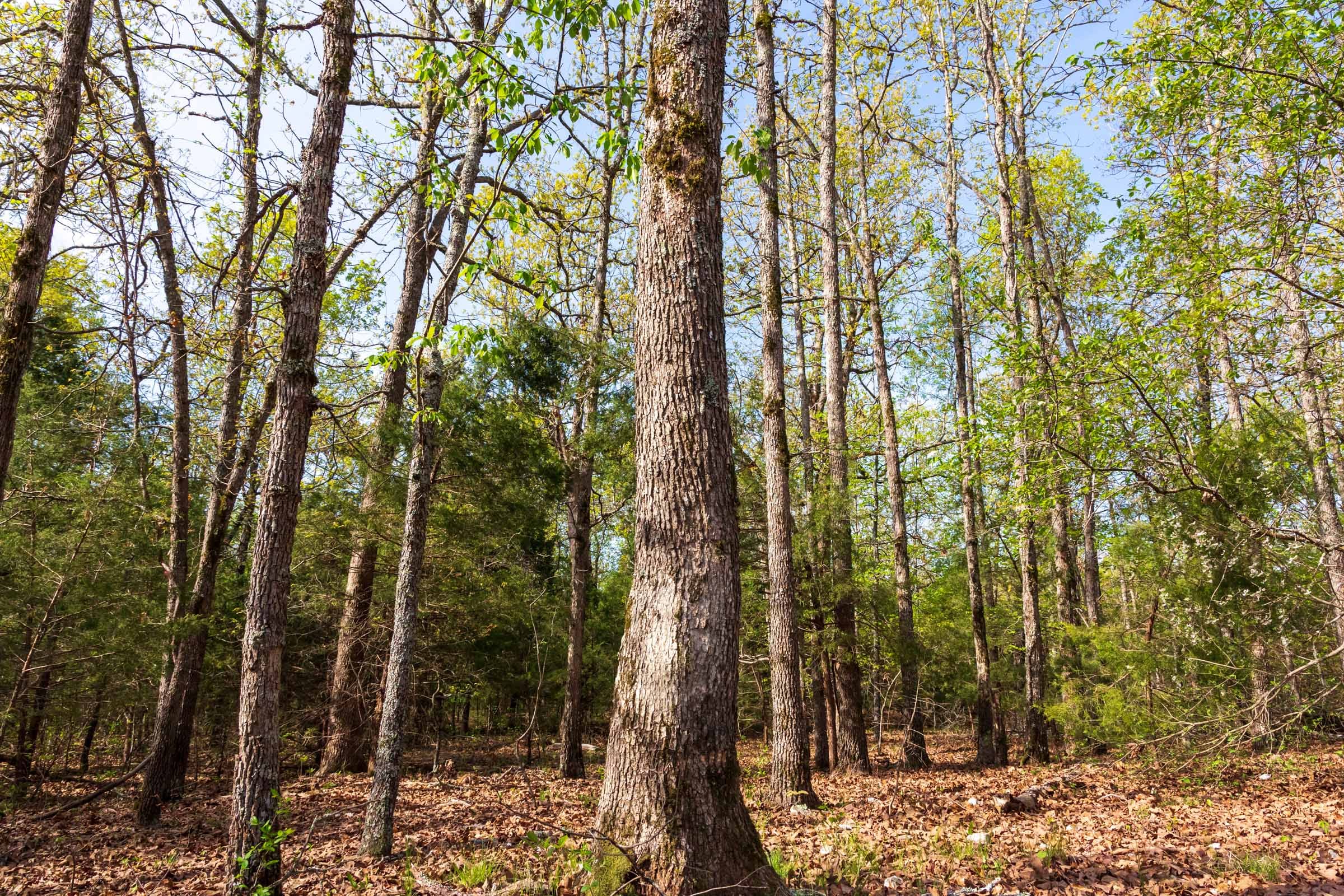 Autumnwood Tract 11 photo 17