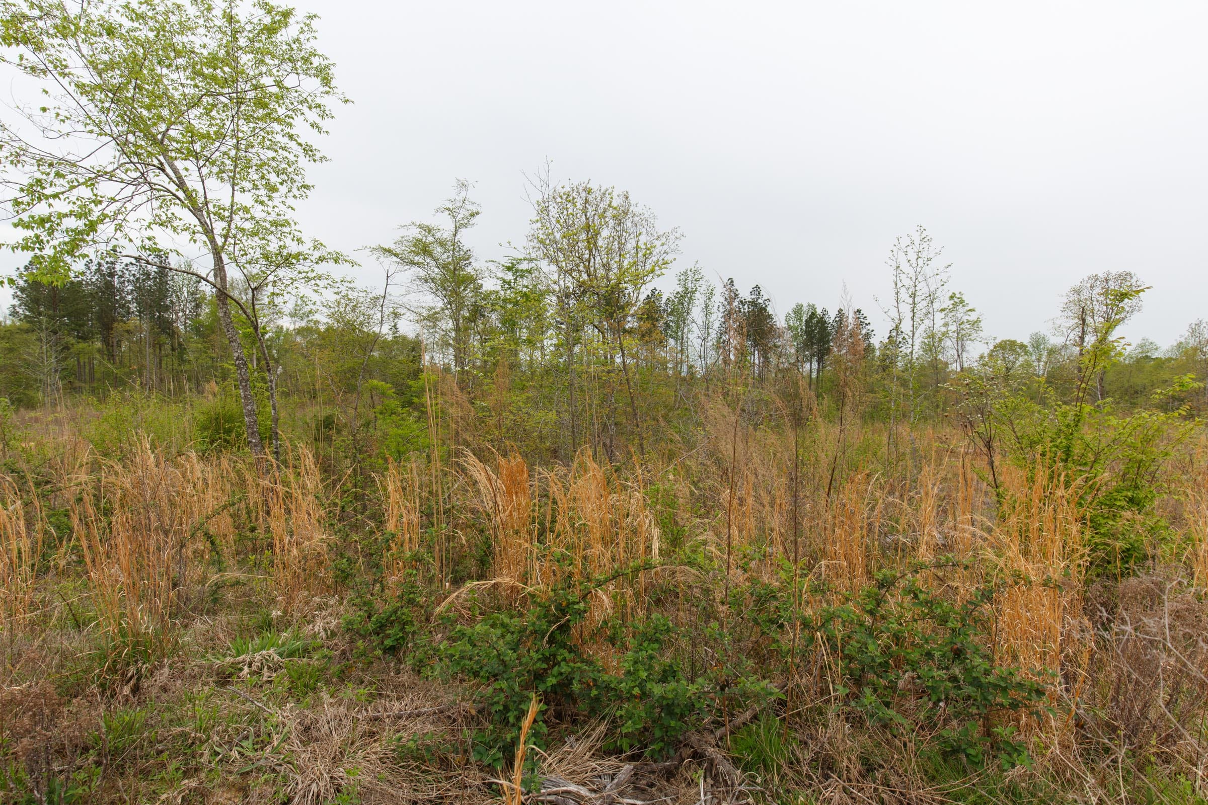 Twin Rivers Tract 29 photo 3