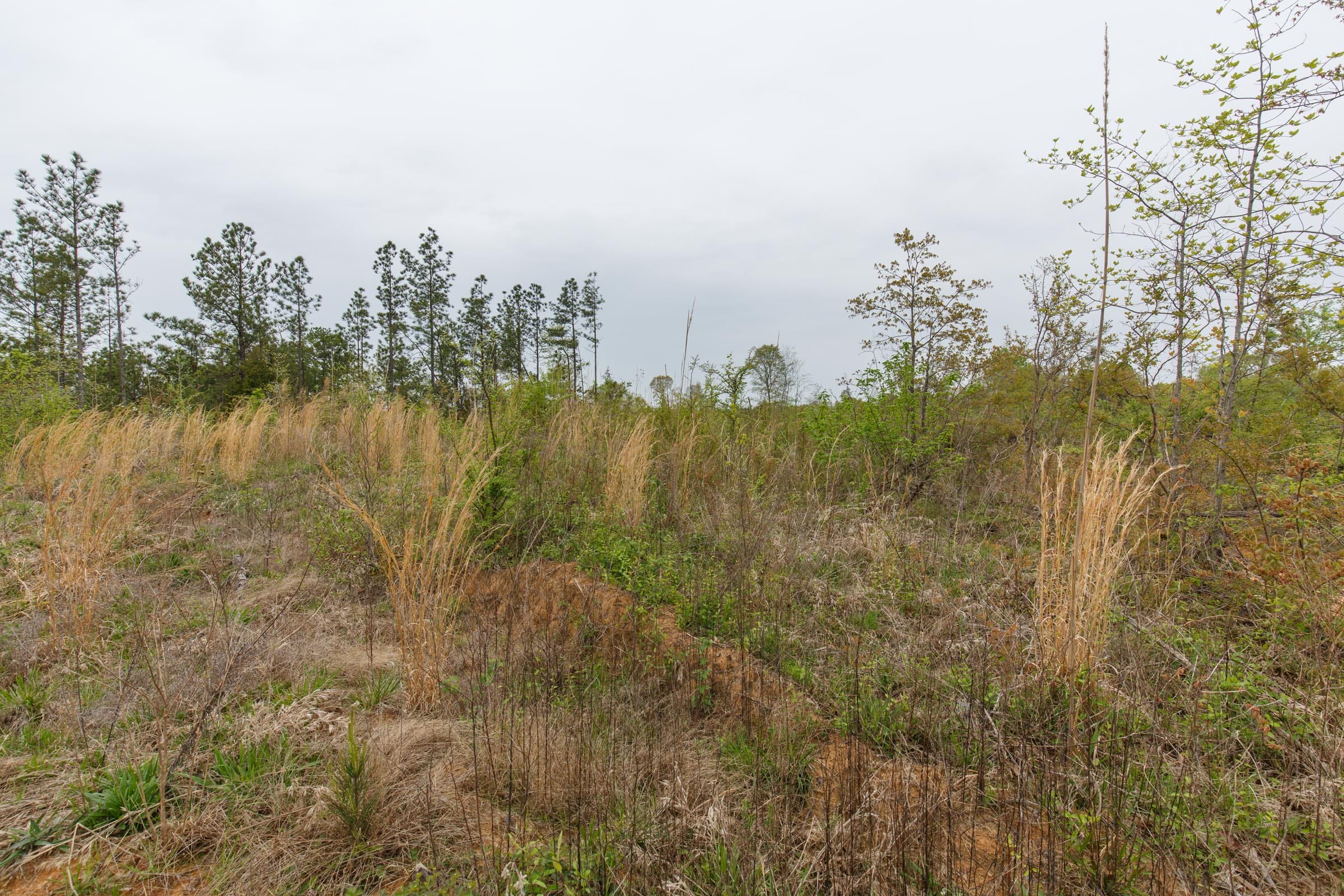 Twin Rivers Tract 29 photo 5