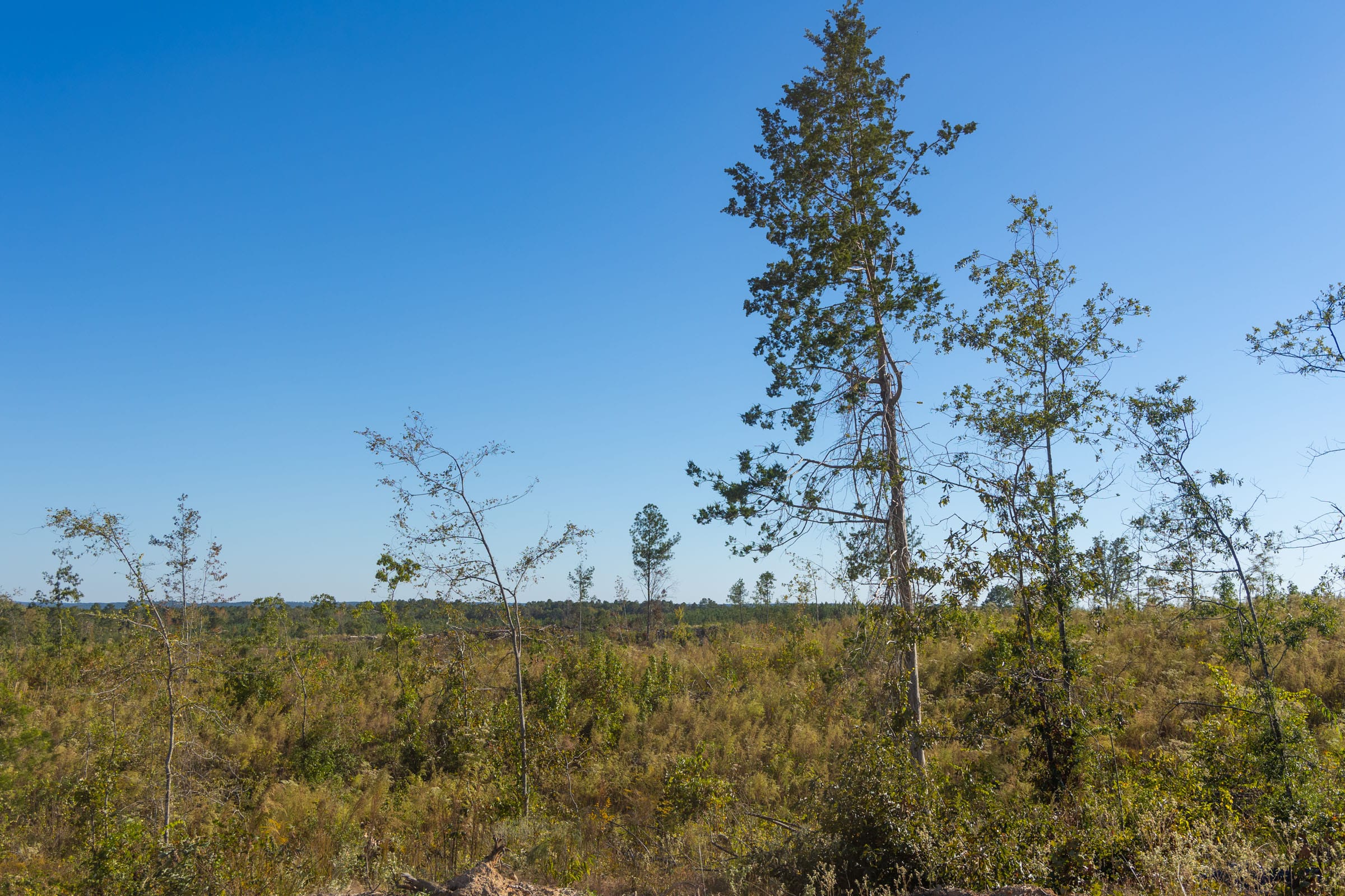 Meyer’s Ridge Tract 30 photo 6