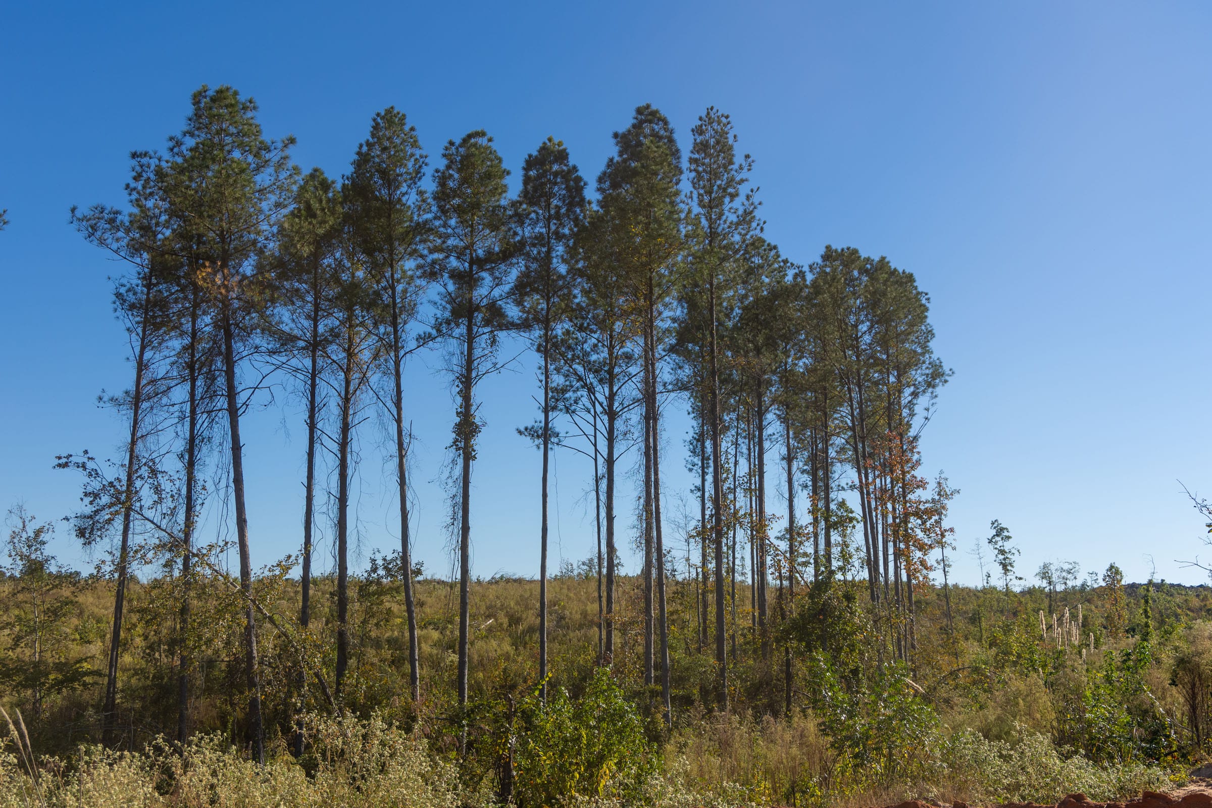 Meyer’s Ridge Tract 30 photo 5
