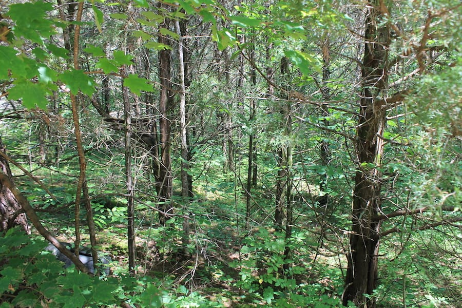 Cumberland Ridge Ranch Tract 8 photo 5