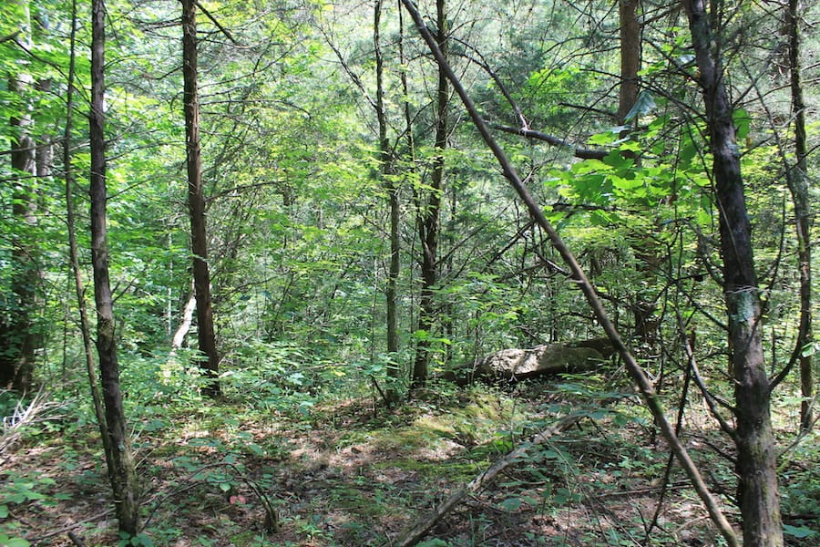 Cumberland Ridge Ranch Tract 8 photo 7