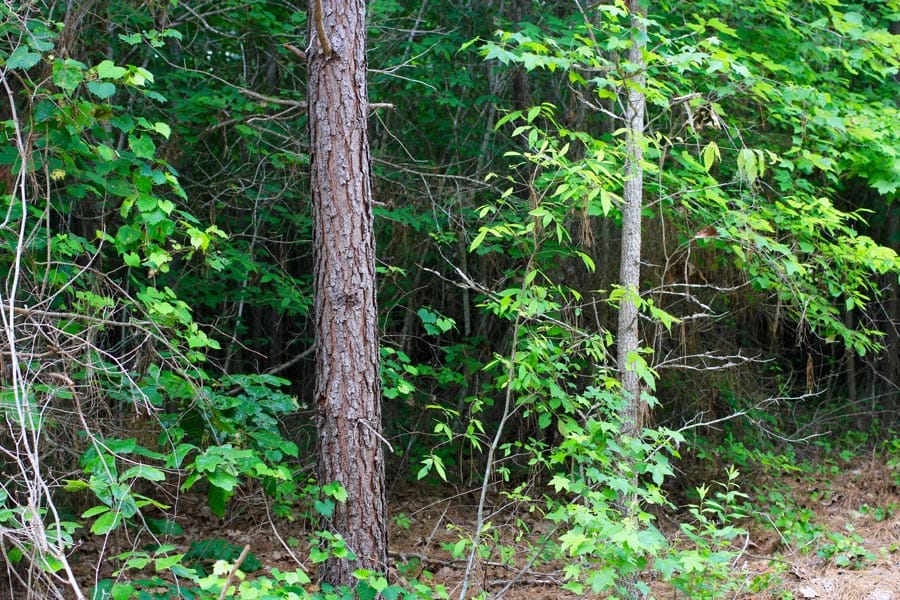 Bluebird Ranch Tract 7 photo 3