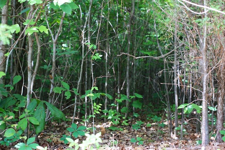 Bluebird Ranch Tract 7 photo 4
