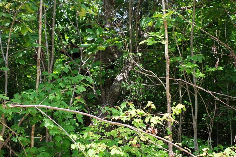 Bluebird Ranch Tract 7 photo 11