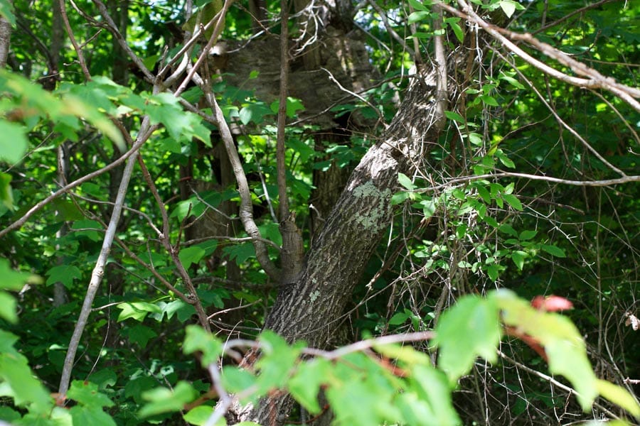 Bluebird Ranch Tract 7 photo 12