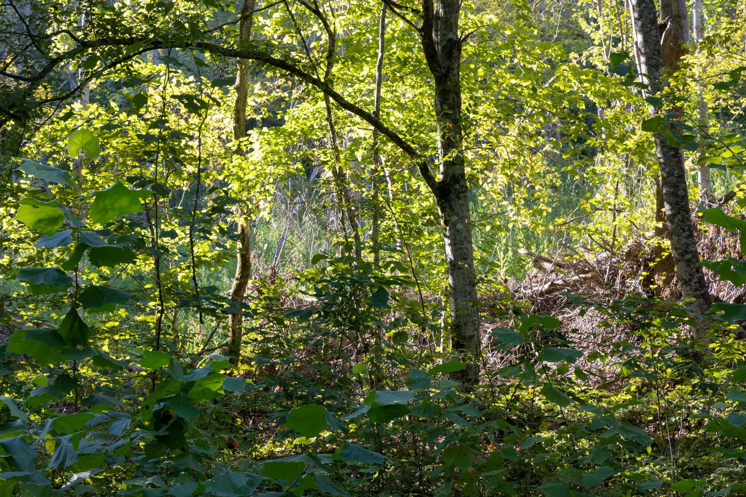 Big White Oak Tract 4 photo 7