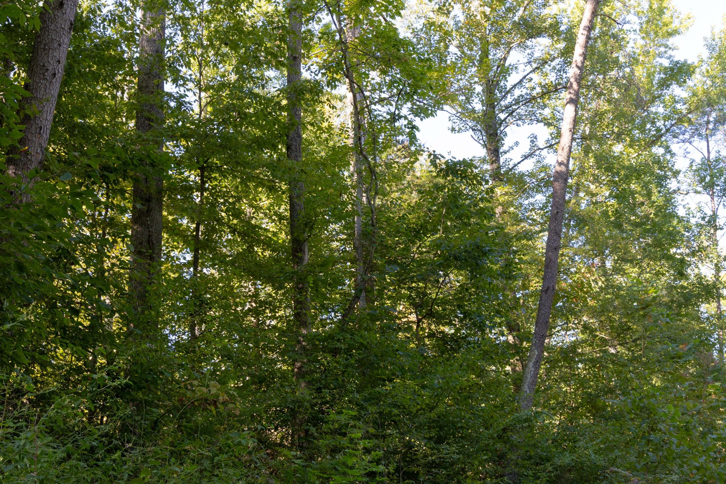 Big White Oak Tract 4 photo 2