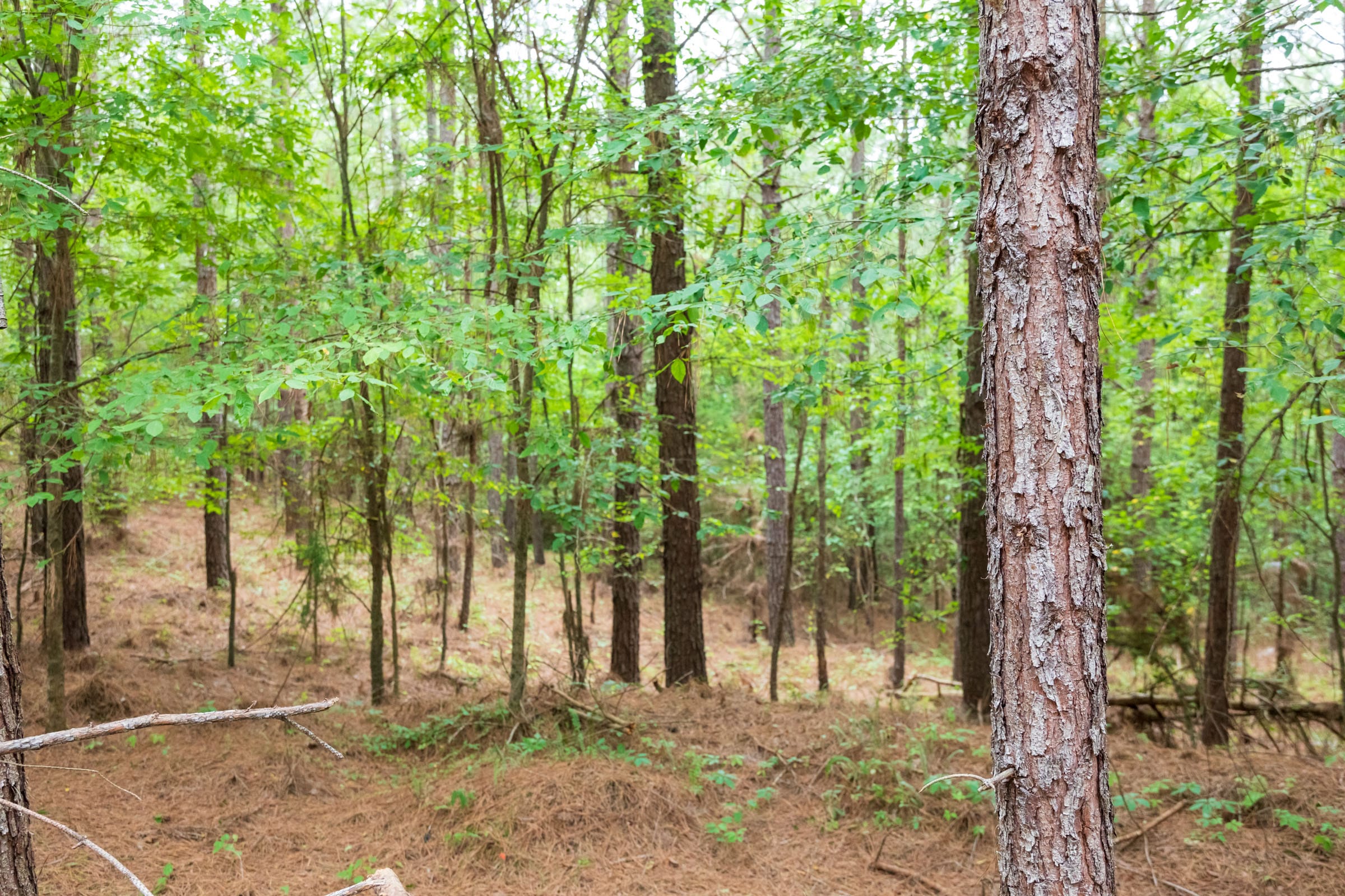 Whiskey Ridge Tract 62 photo 3