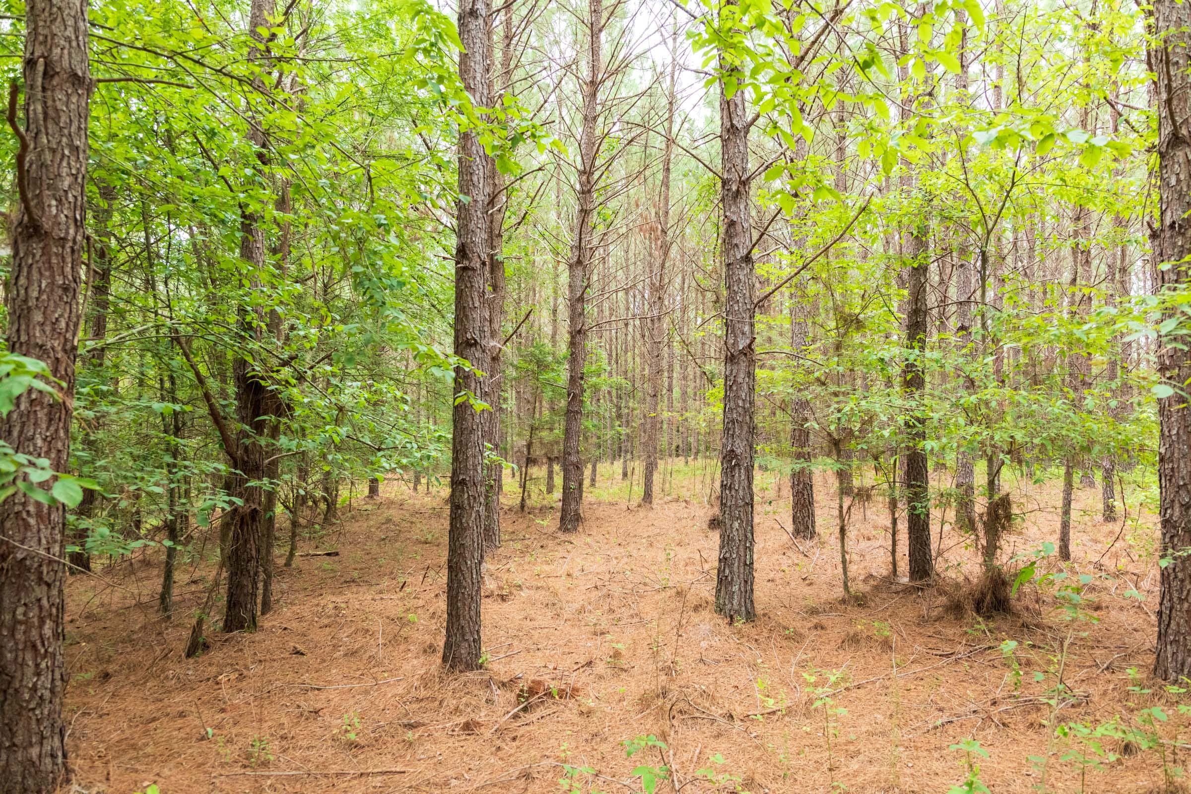 Whiskey Ridge Tract 62 photo 1