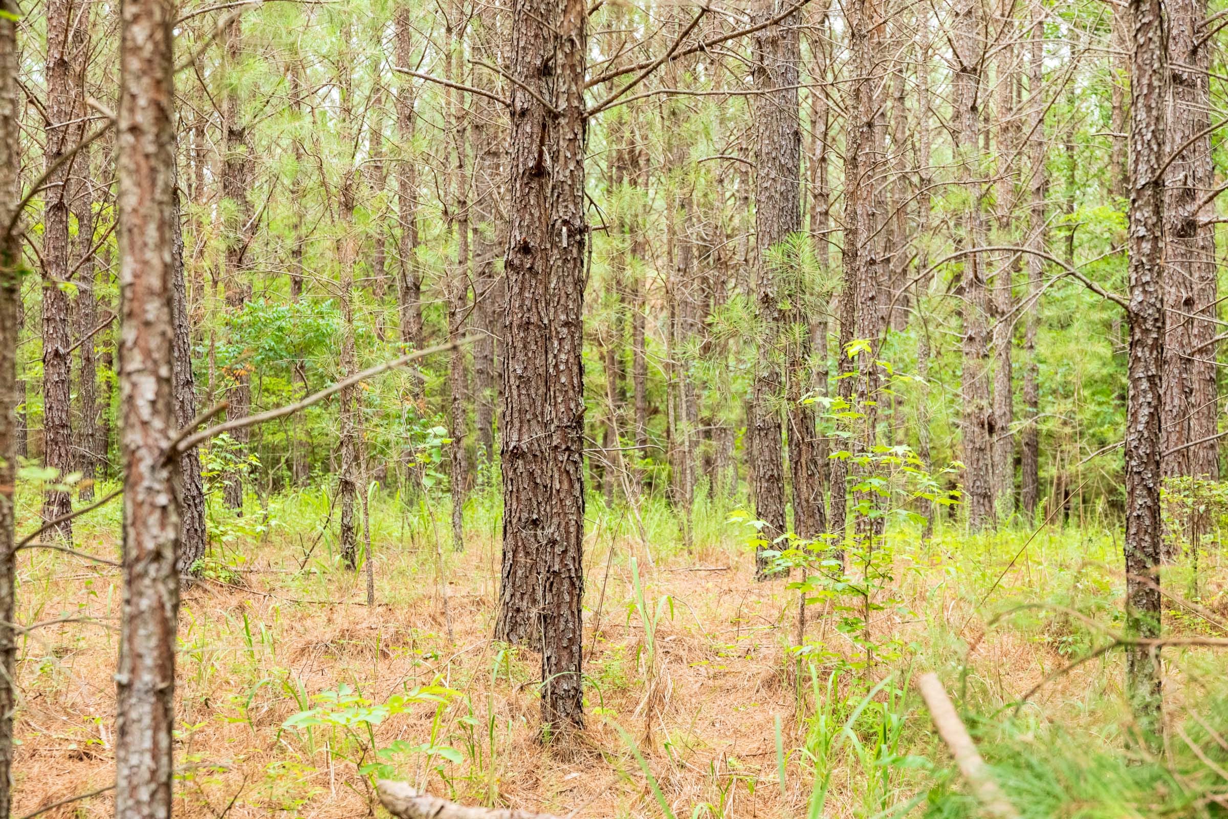 Whiskey Ridge Tract 62 photo 5