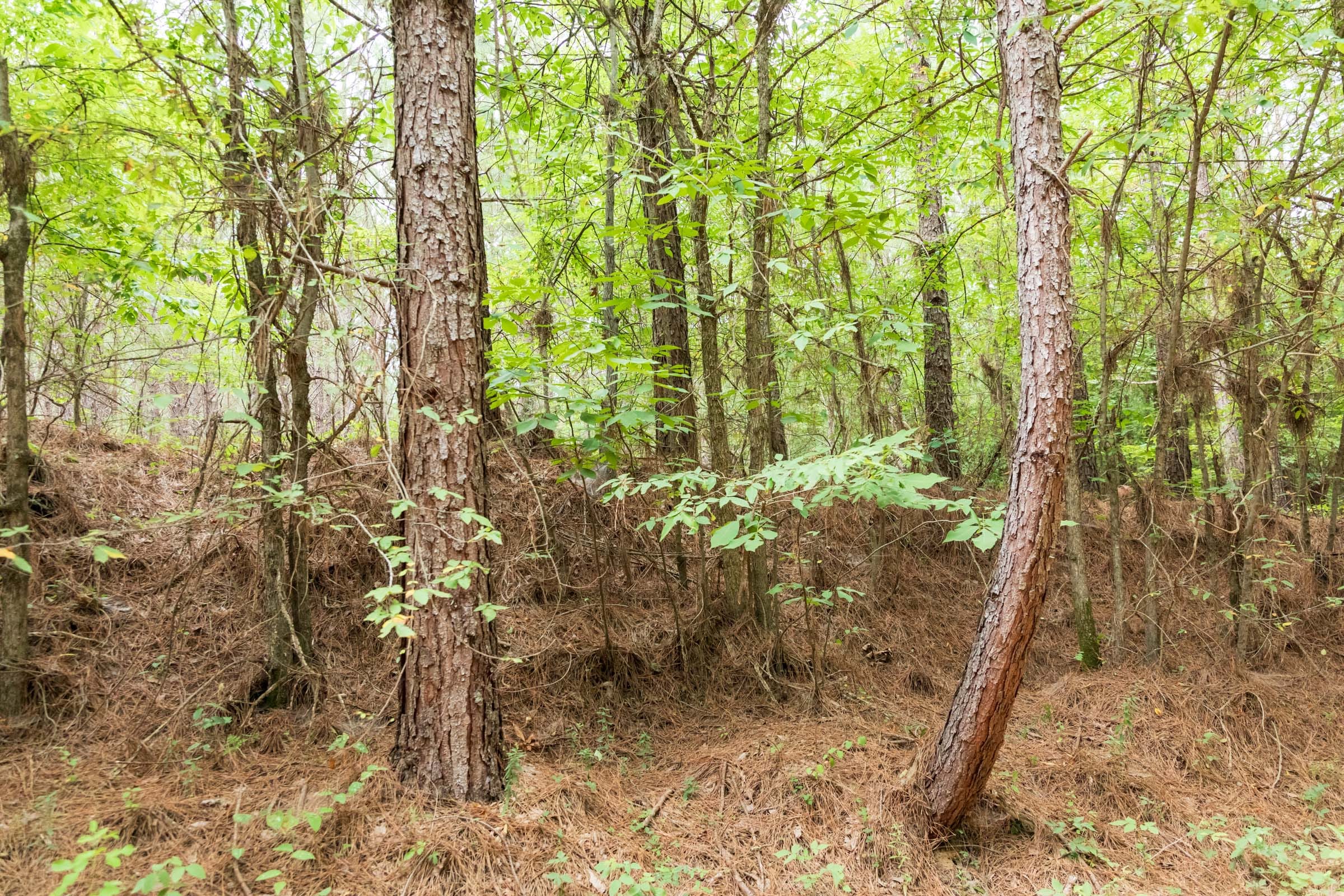 Whiskey Ridge Tract 62 photo 6