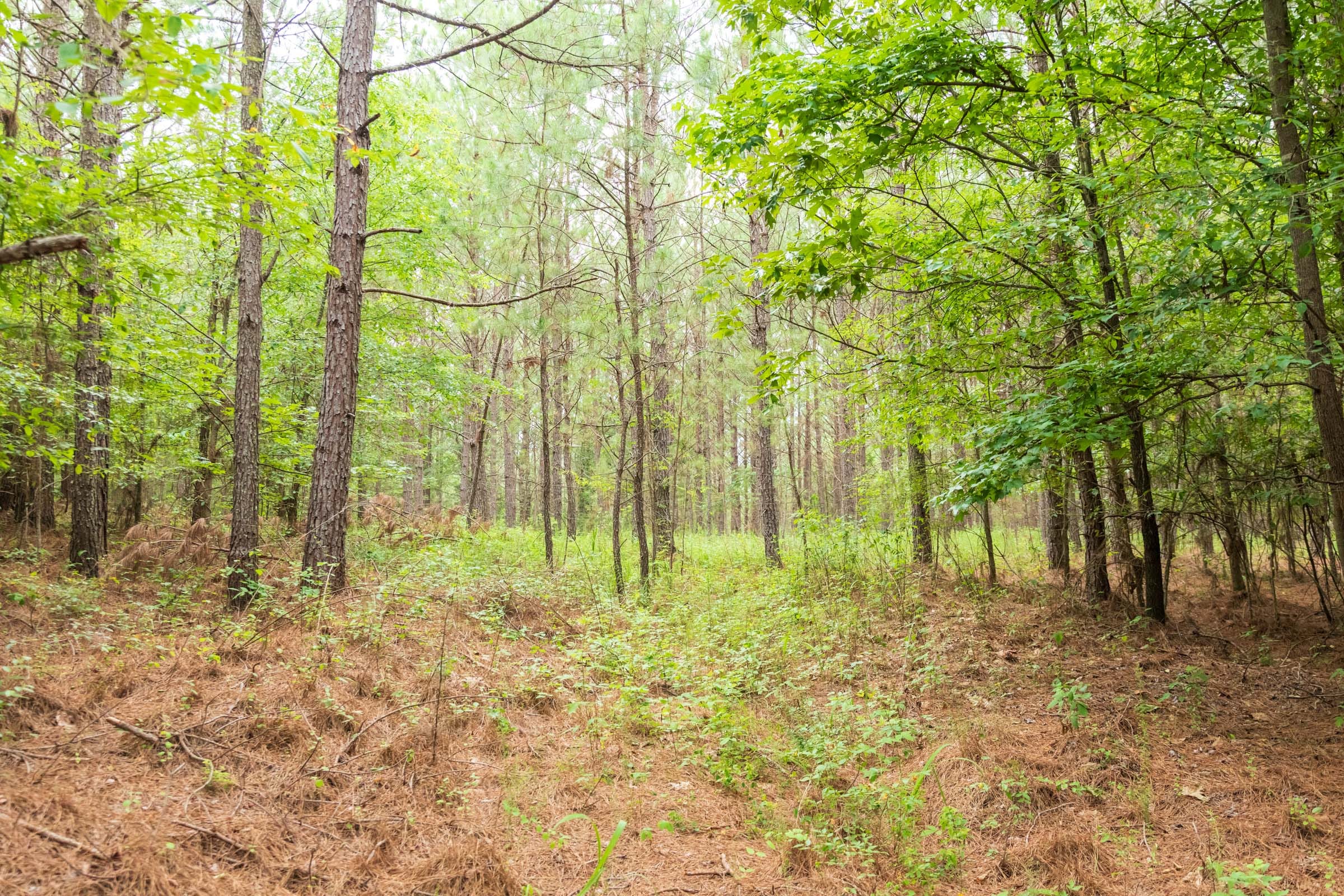 Whiskey Ridge Tract 62 photo 7