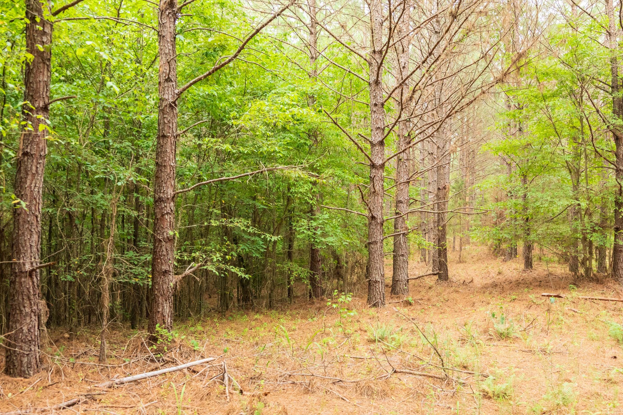 Whiskey Ridge Tract 62 photo 8