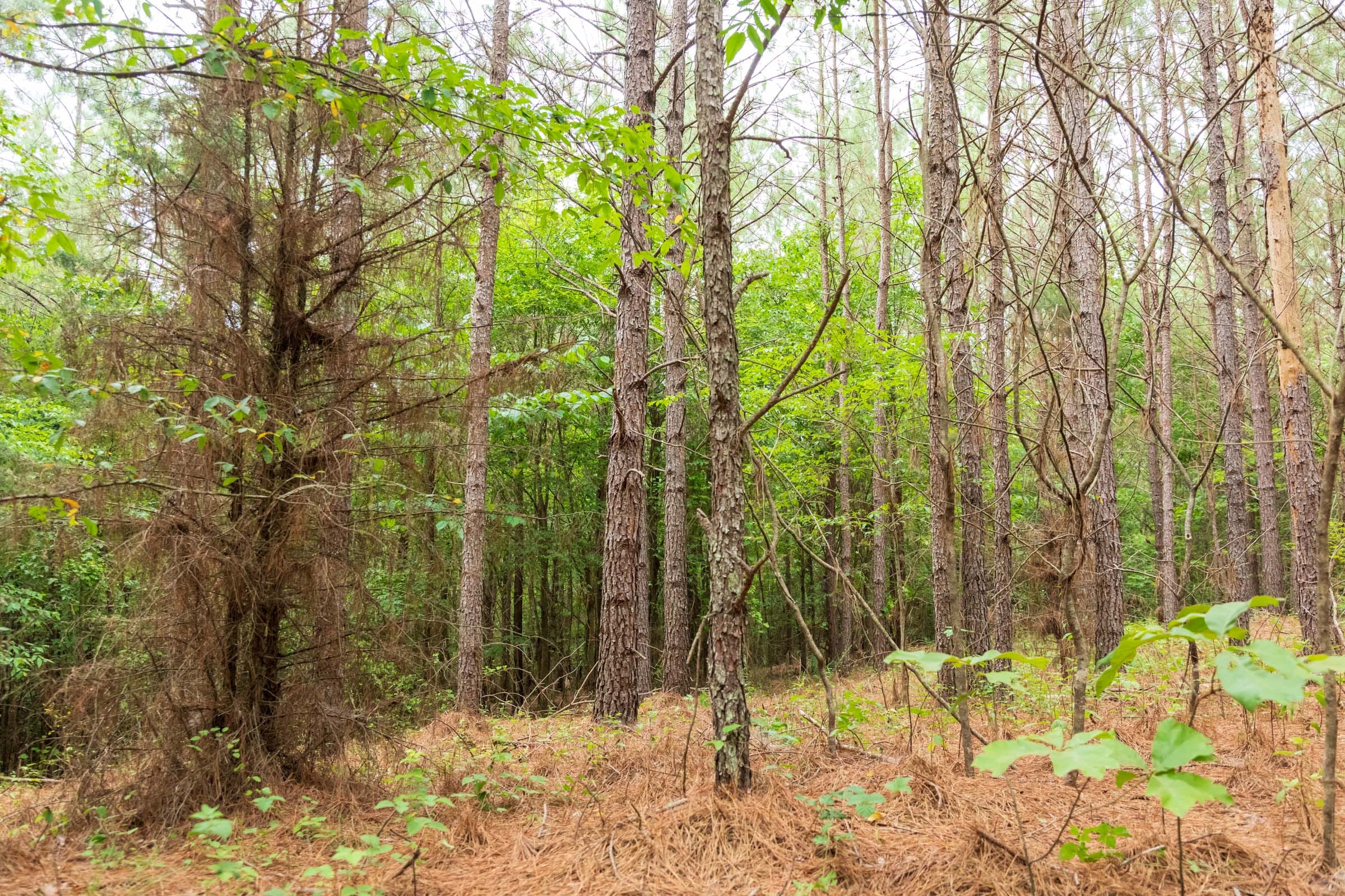 Whiskey Ridge Tract 62 photo 10