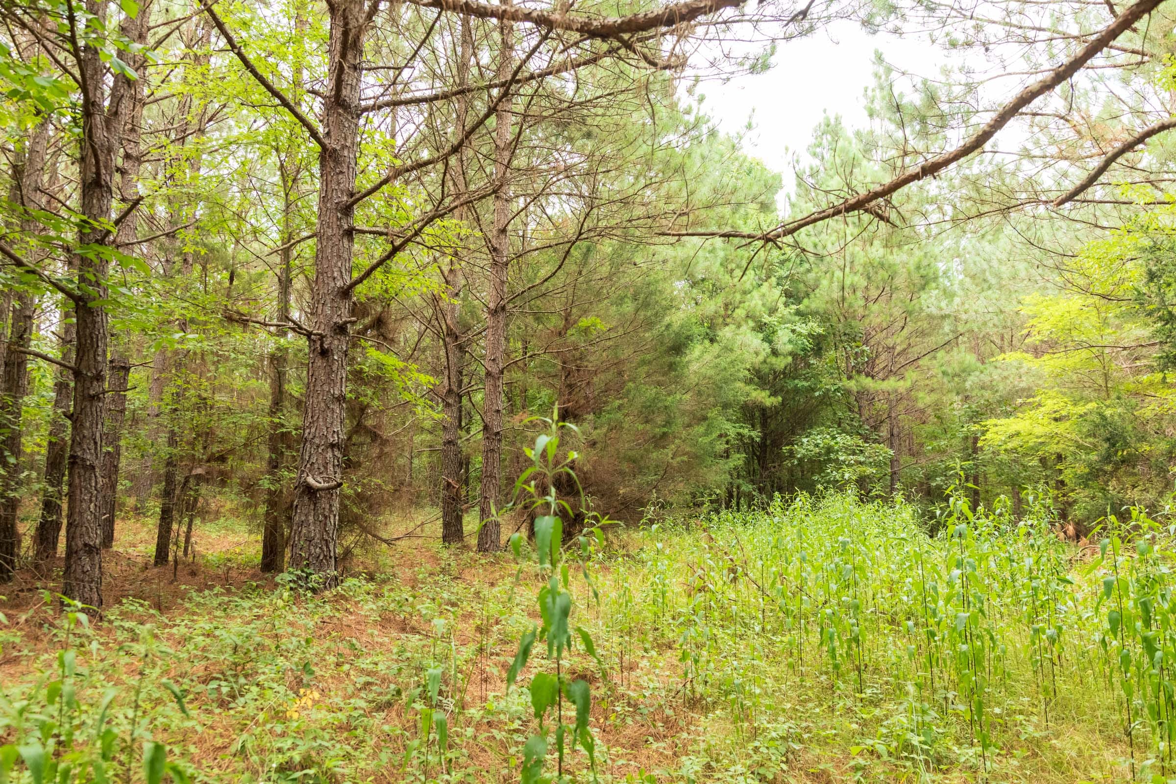 Whiskey Ridge Tract 62 photo 12