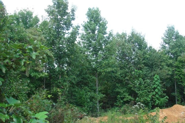 Sugartree Falls Tract 30 photo 2
