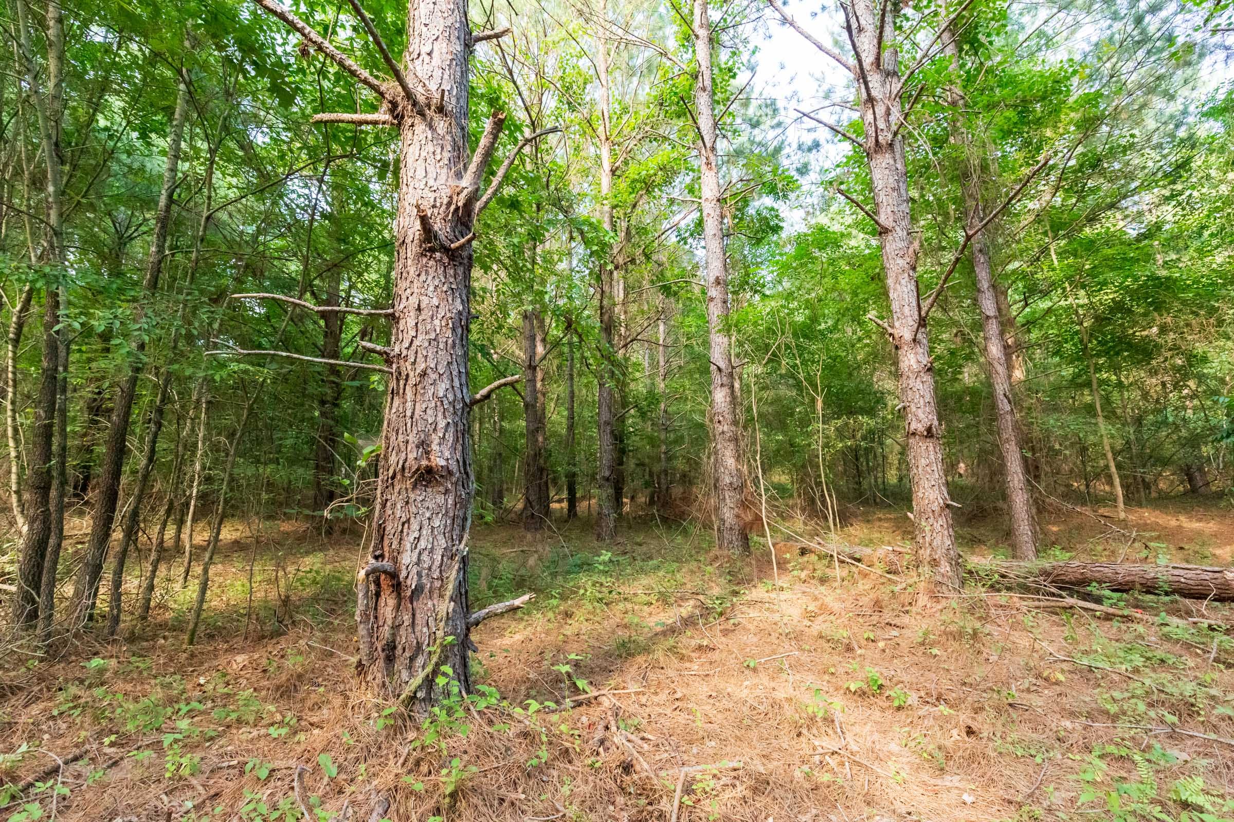Whiskey Ridge Tract 70 photo 3