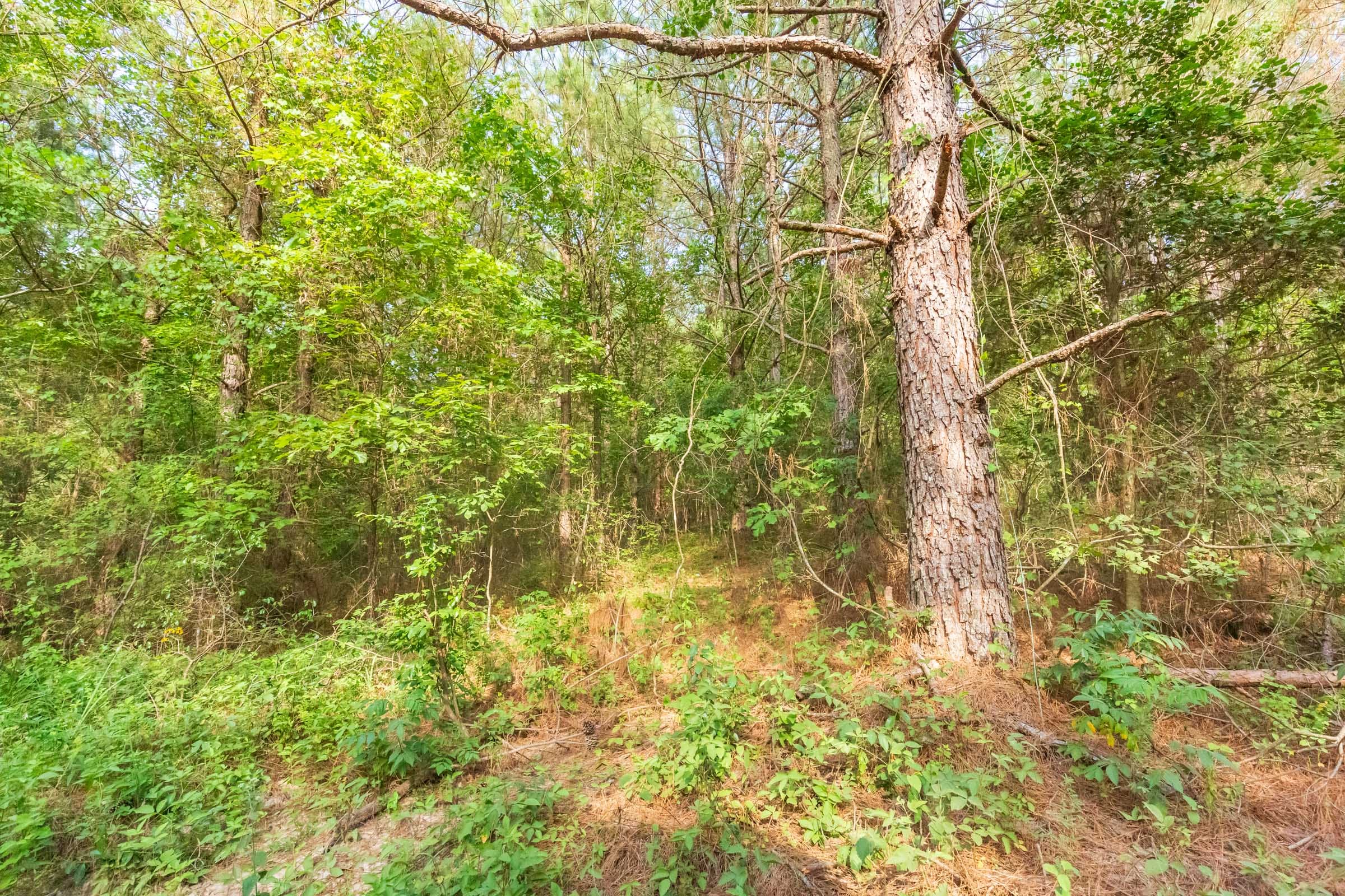 Whiskey Ridge Tract 70 photo 6
