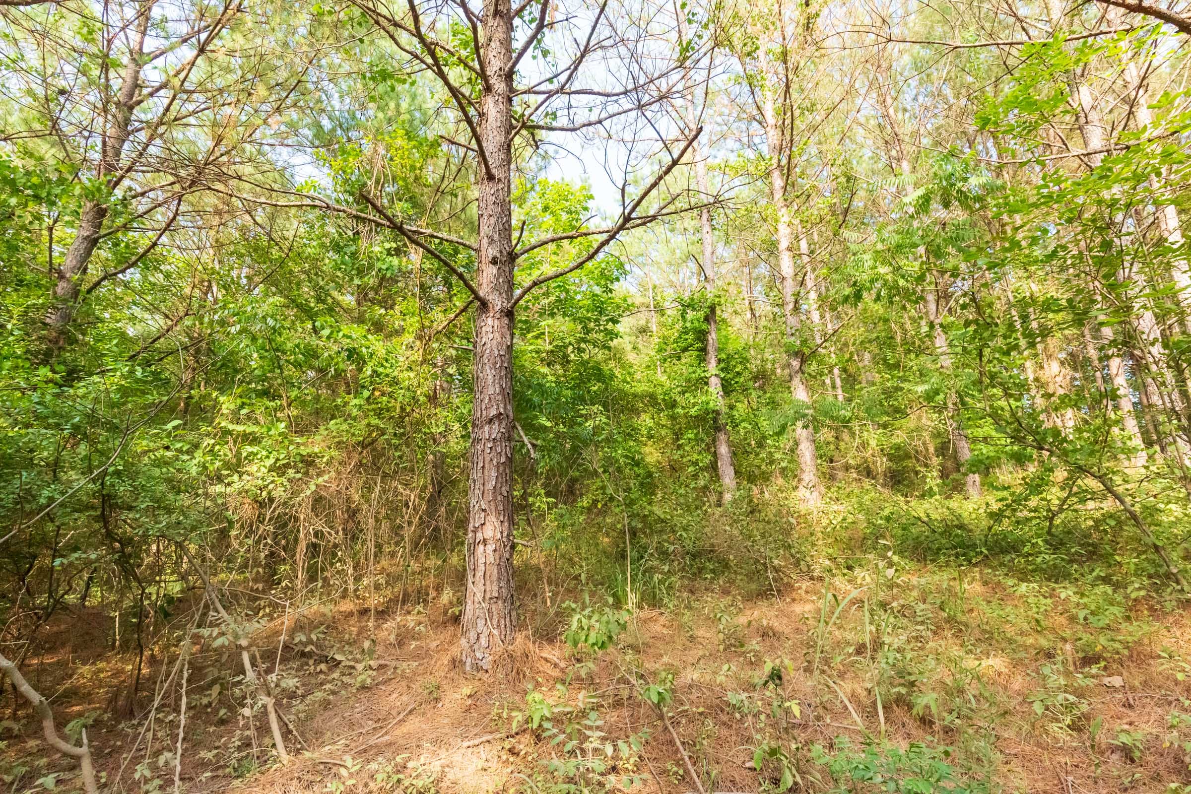 Whiskey Ridge Tract 70 photo 9