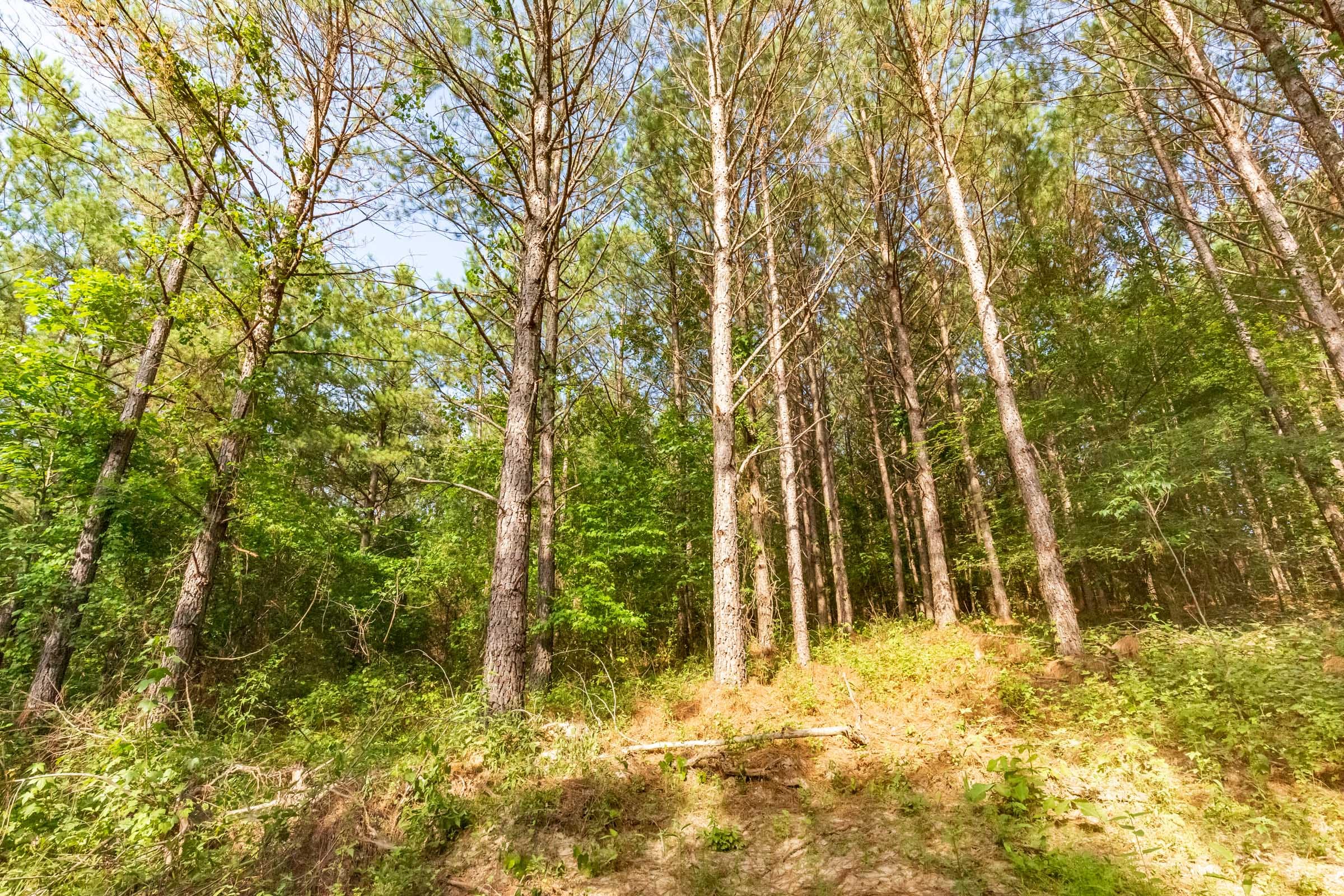 Whiskey Ridge Tract 70 photo 12