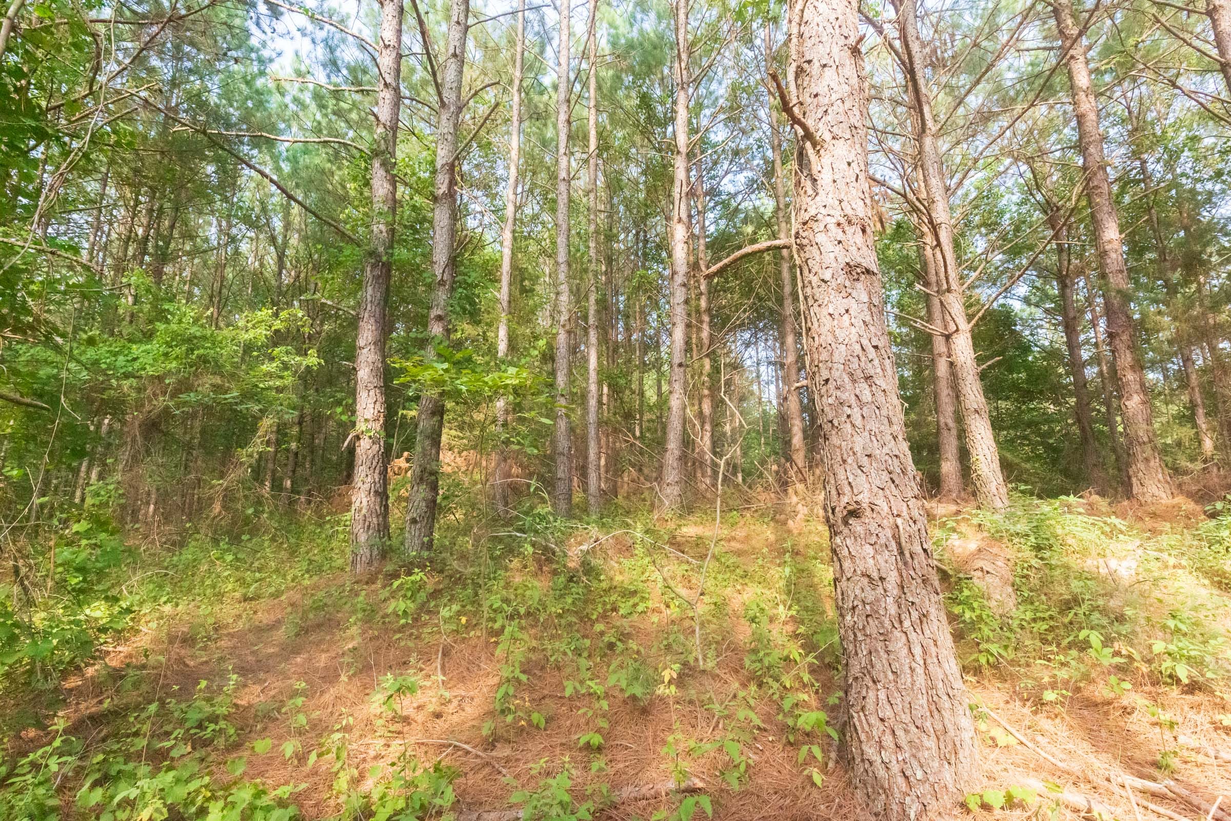 Whiskey Ridge Tract 70 photo 13