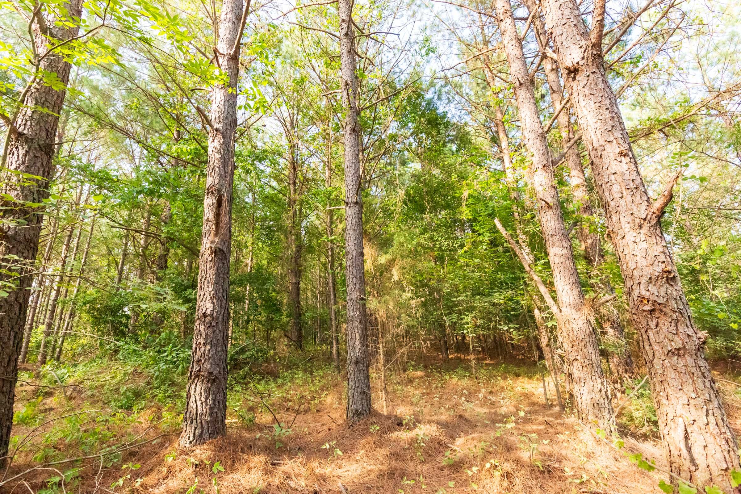 Whiskey Ridge Tract 70 photo 11