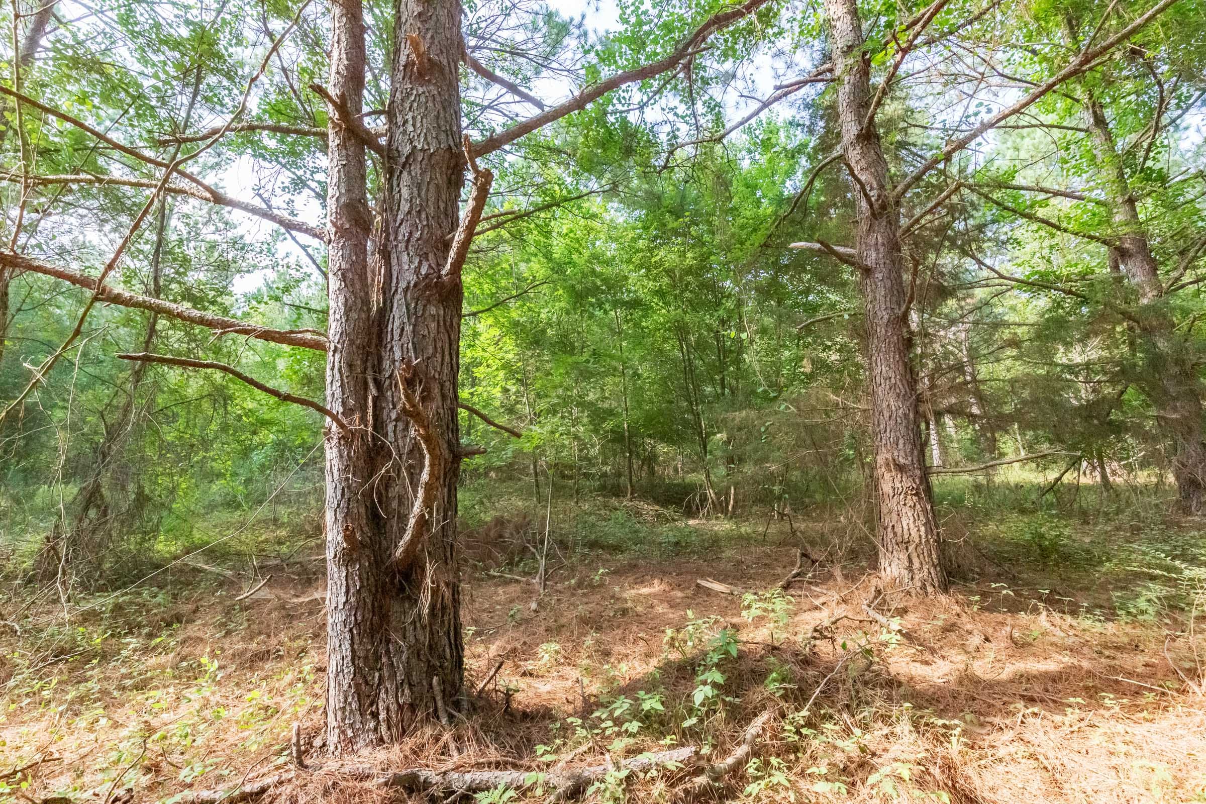 Whiskey Ridge Tract 70 photo 4